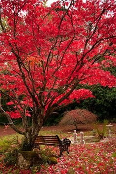 Emperor One Japanese Maple 3 - Year Live Plant