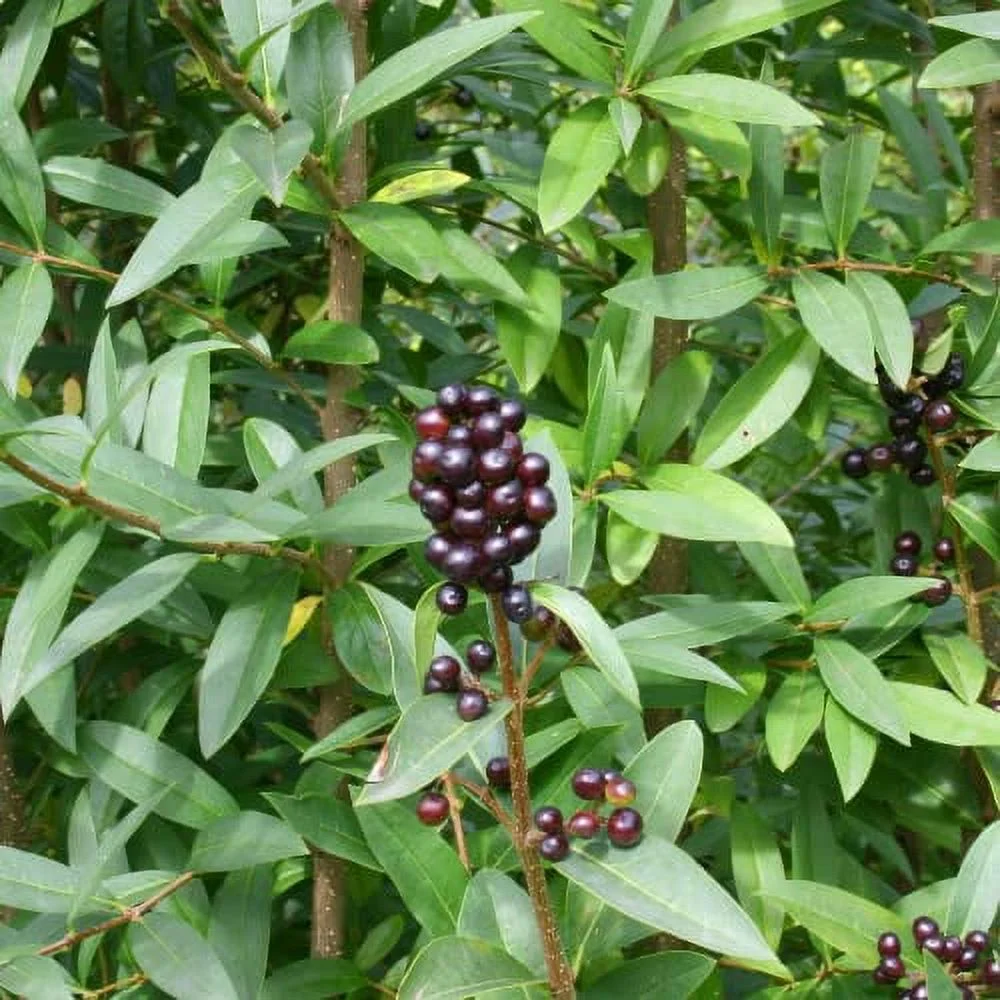 CHUXAY GARDEN 100 Seeds Ligustrum Vulgare Seed,Common Privet,Wild Privet, Prim,European Privet Grows in Garden and Pots Ground Cover