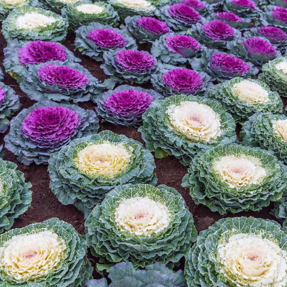 Ornamental Cabbage Seeds - Ornamental Brassica Flower Seed - 2000 Seeds