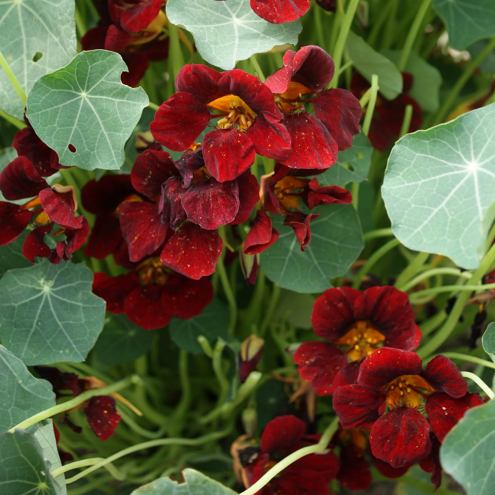 Outsidepride Tropaeolum Nasturtium Black Velvet Vine & Plant Flower Seeds - 400 Seeds