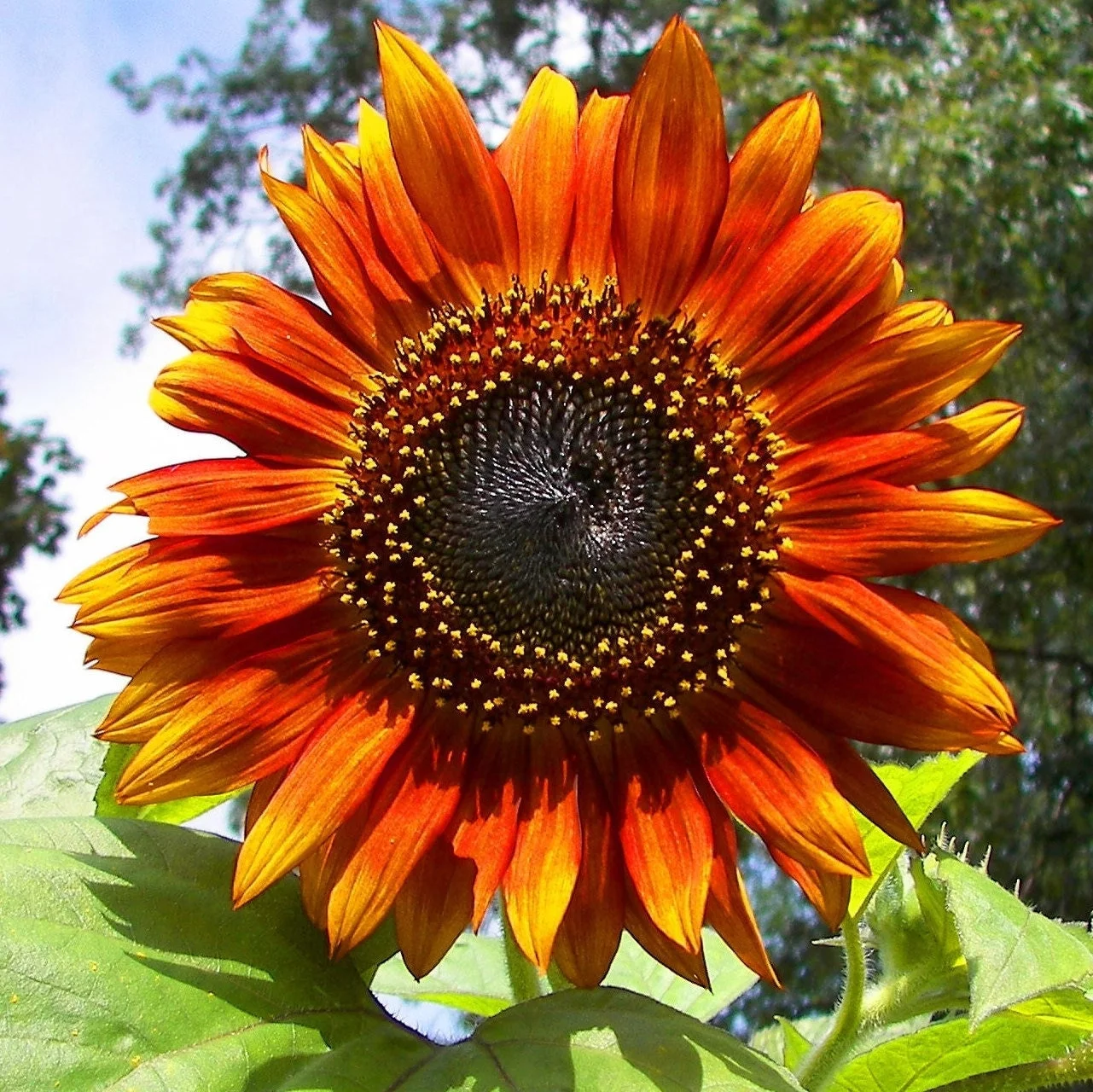 TomorrowSeeds - Autumn Beauty Sunflower Seeds - 100+ Count Packet - Non GMO USA Garden Flowers Big Orange Red Yellow Sun Flower Seed For 2024 Season