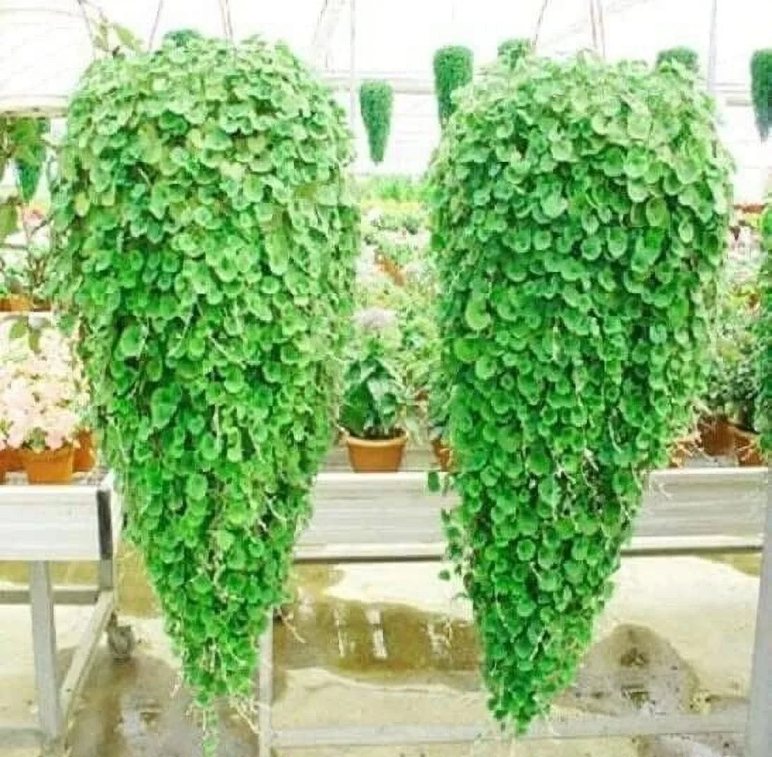 Emerald Falls Dichondra Seeds for Planting (10 Seeds) - Stunning Weeping Plant