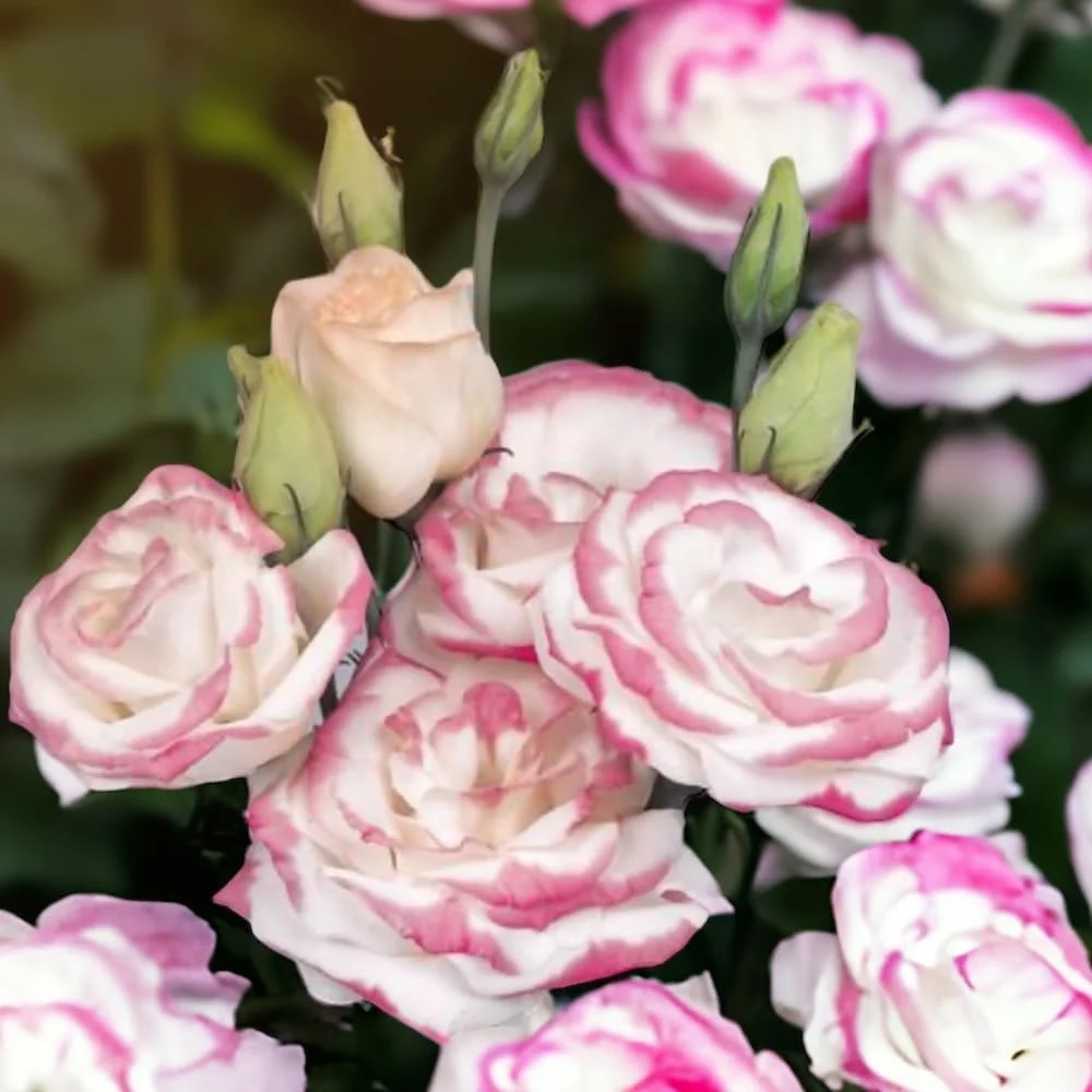 125 Lisianthus Seeds, Mega Pink, Flower Seeds, Fragrant (500)