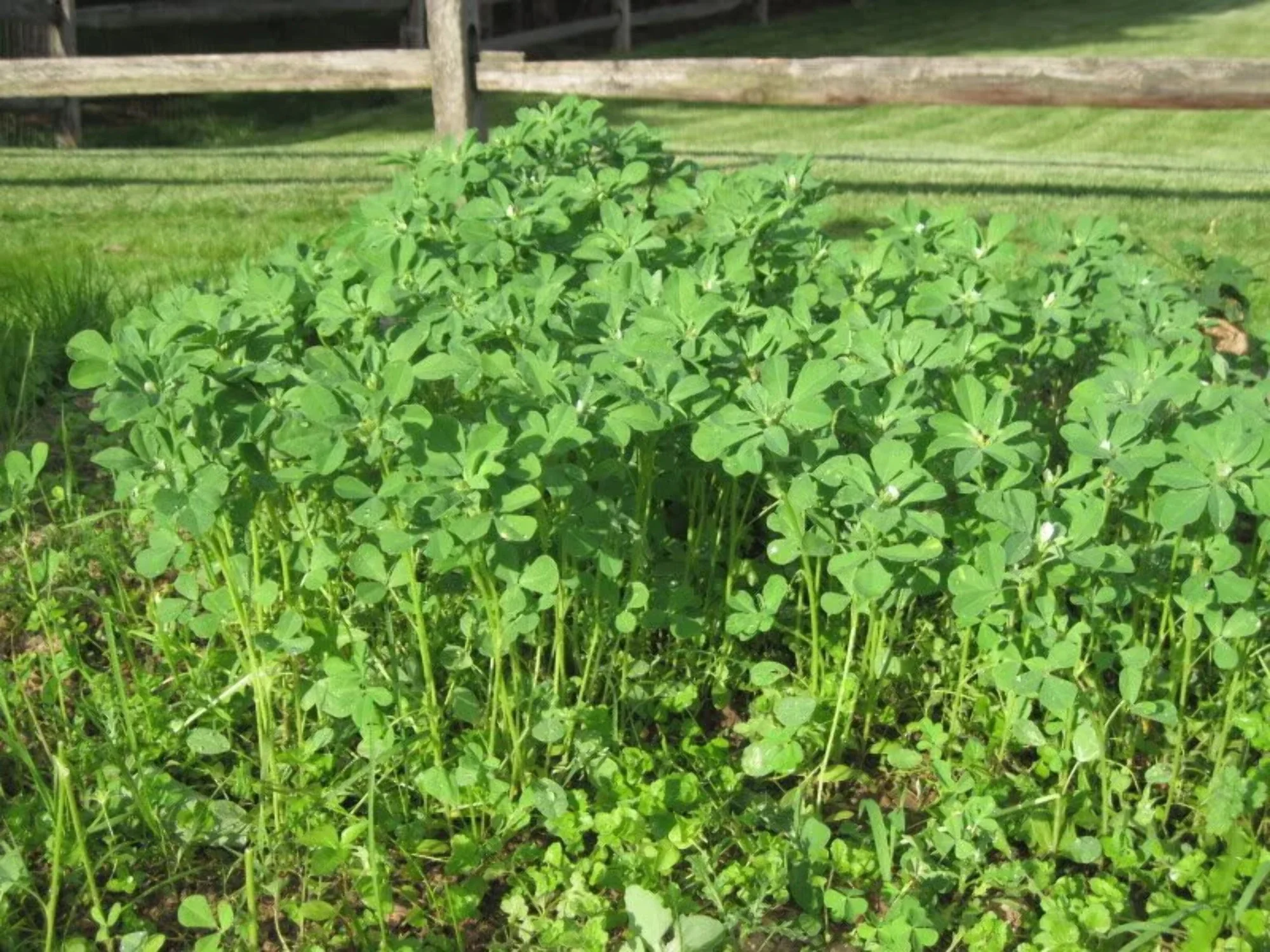 300 FENUGREEK Trigonella Foenum Graecum Herb Flower Seeds