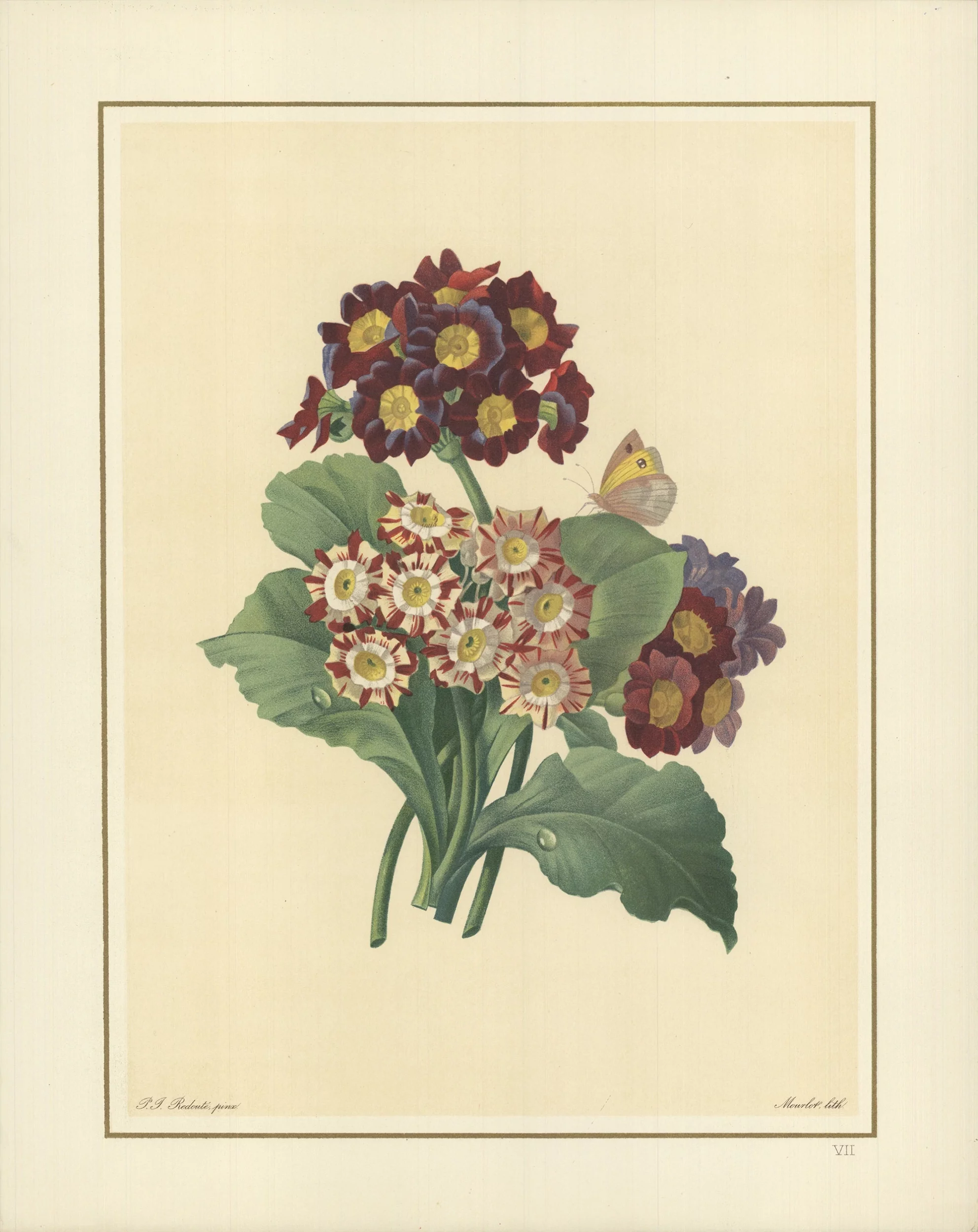 PIERRE-JOSEPH REDOUTE Oreilles D'Ours- Primula auricula, varietes, 1939