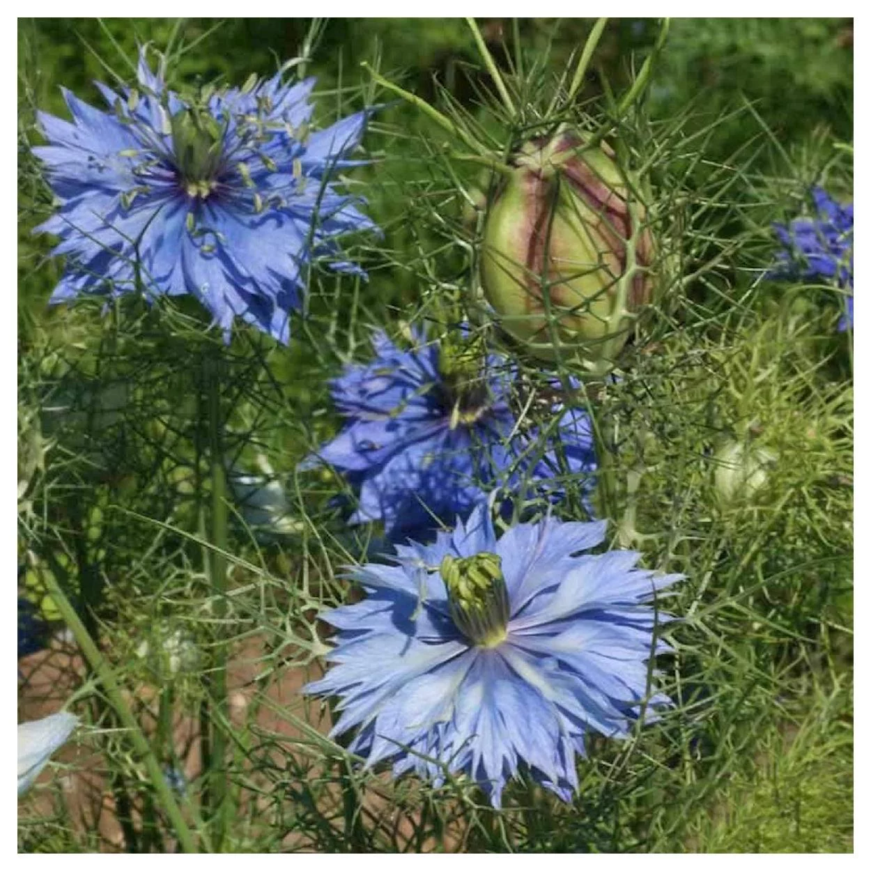 Everwilde Farms - 1/4 lb Love In A Mist Garden Flower Seeds - Gold Vault Bulk Seed Packet