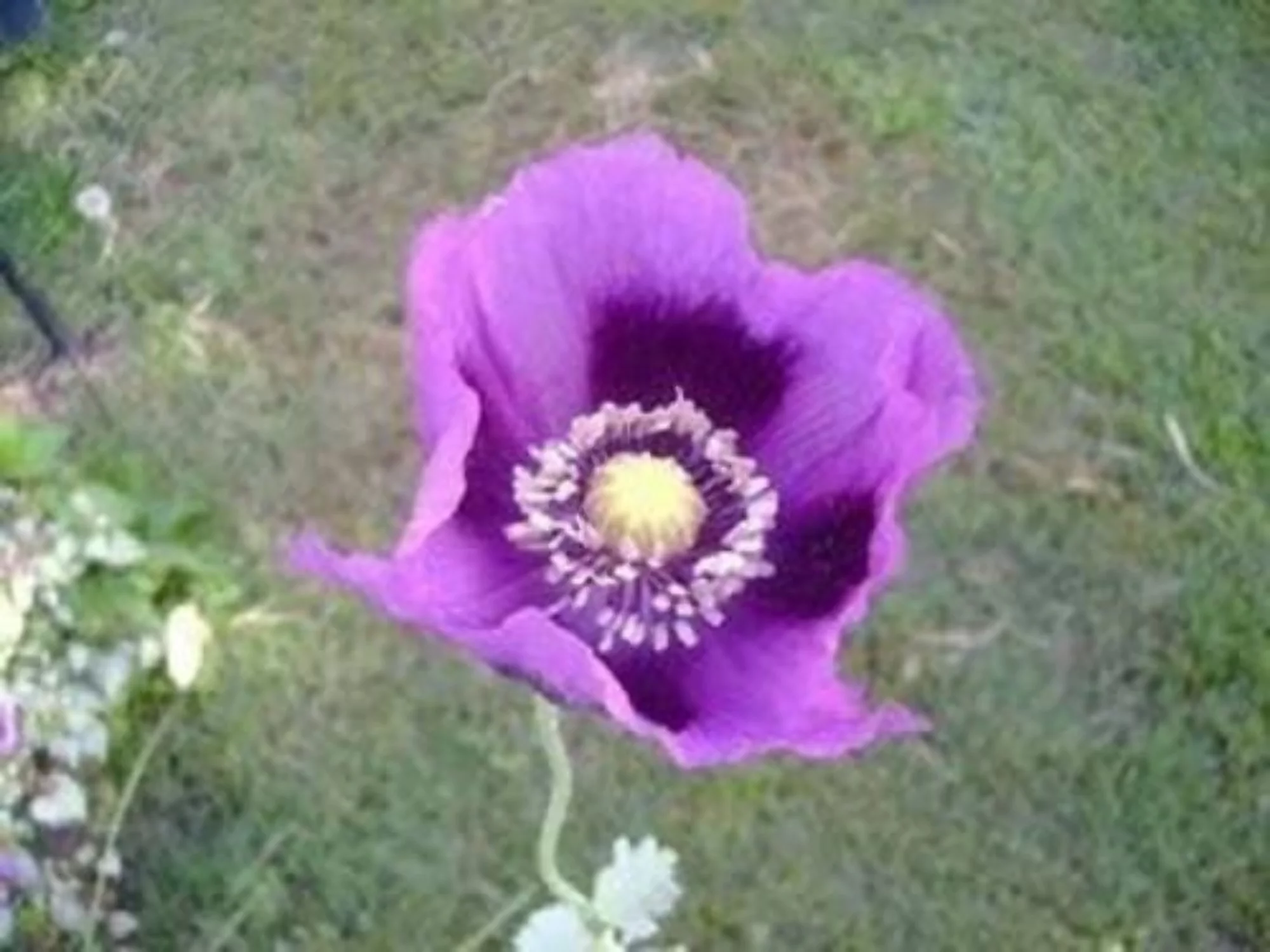 400 PERSIAN BLUE POPPY Papaver Somniferum Flower Seeds