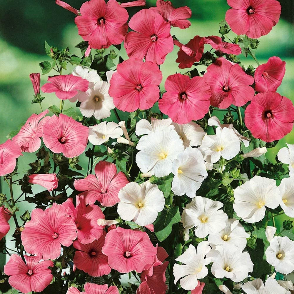 Outsidepride Rose Mallow Mix - 2000 Seeds