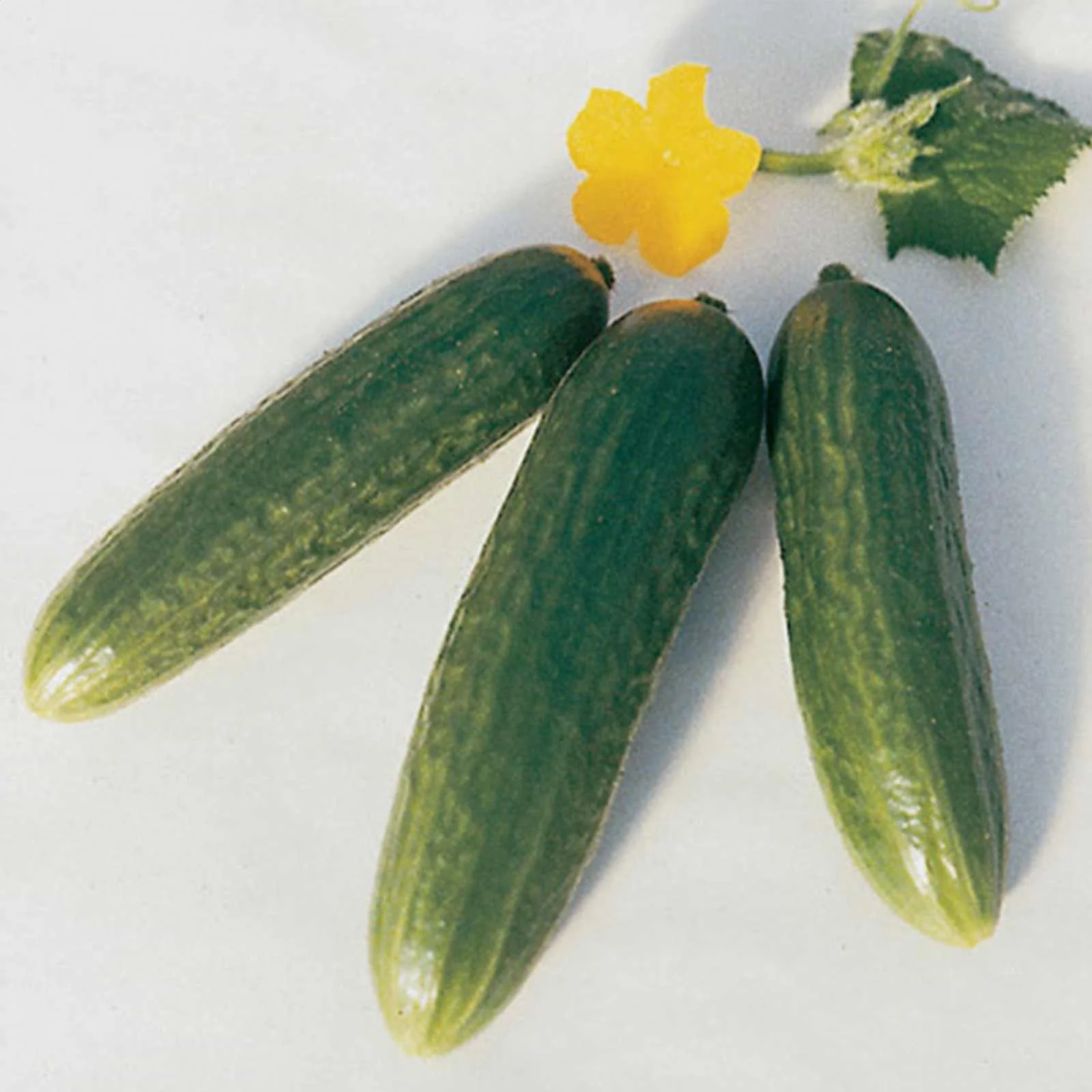 Muncher Cucumber Garden Seeds - 5 Lb - Non-GMO, Heirloom, Burpless - Vegetable Gardening Seeds