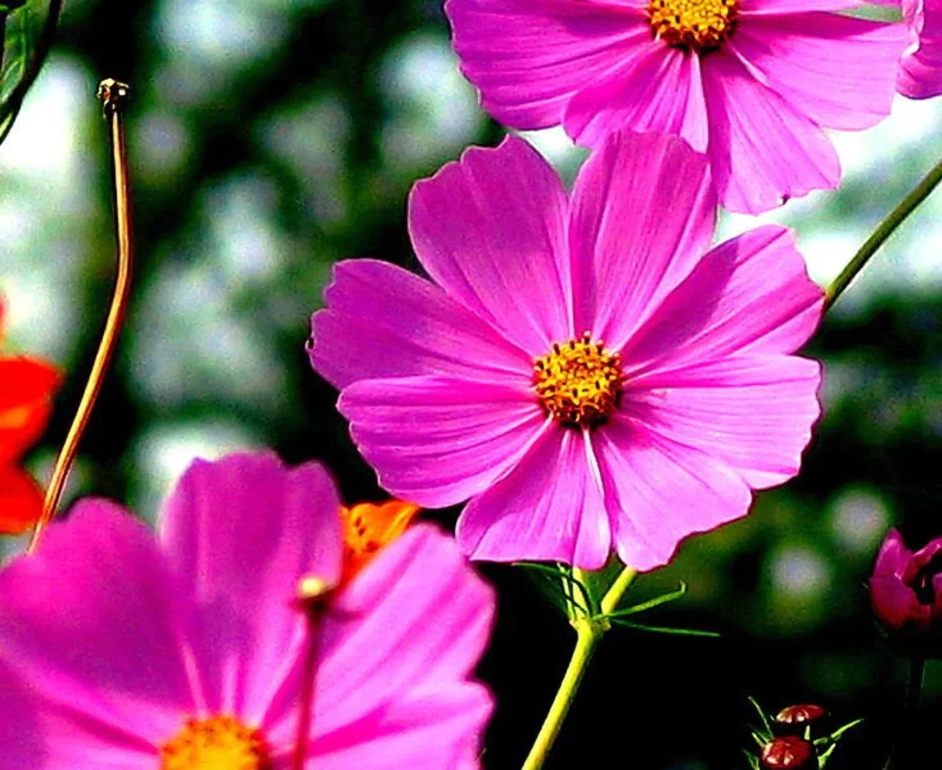 200 TALL PINK COSMOS Bipinnatus Flower Seeds