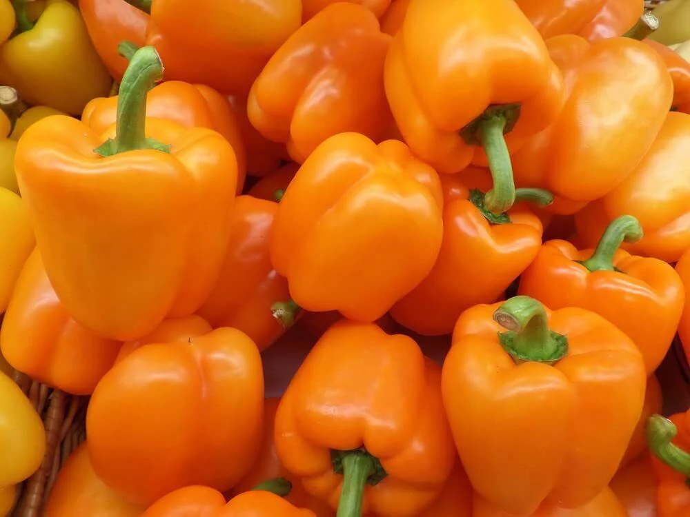 100 Cali Golden Bell Pepper Seeds to Plant Versatile Pepper for Eating Seasoning