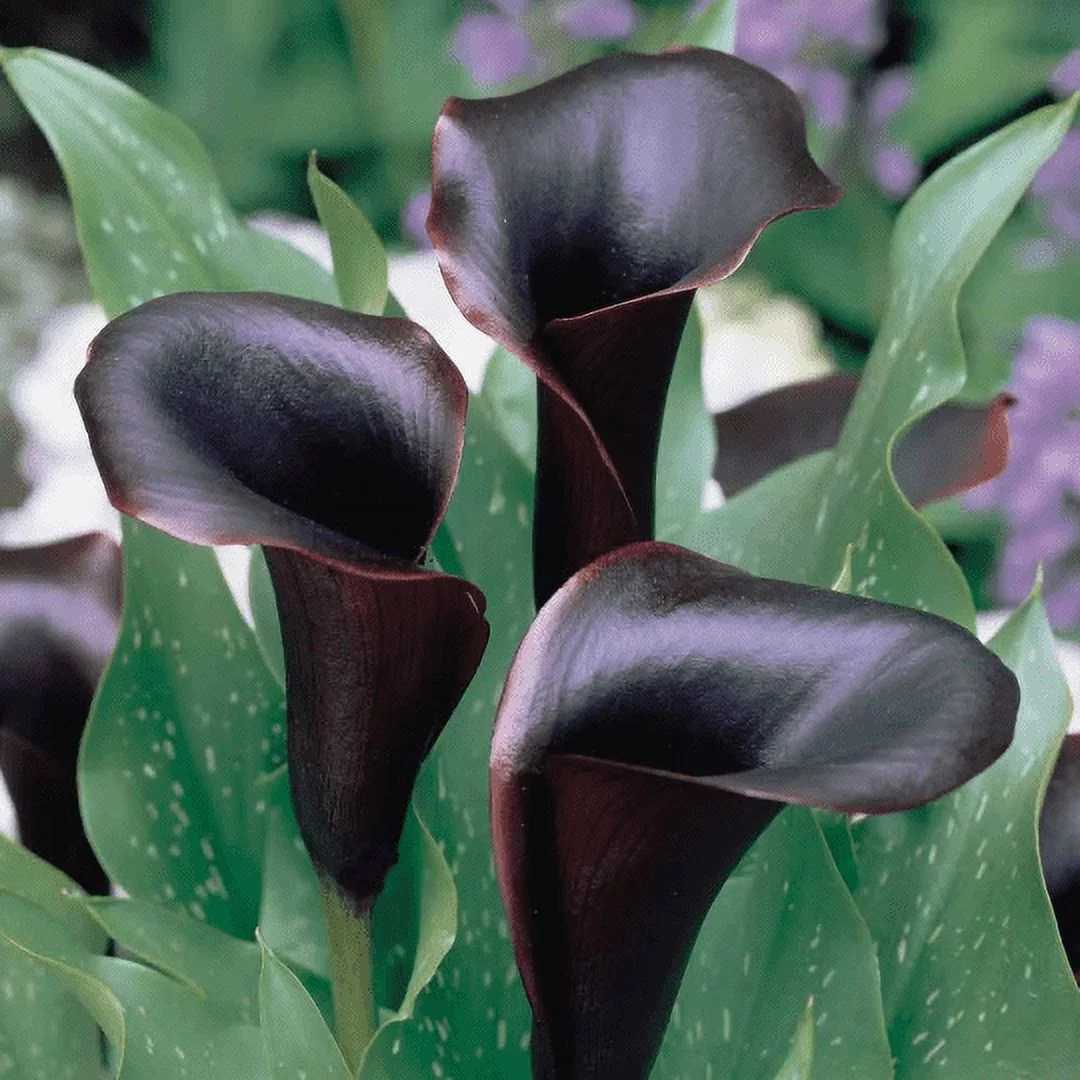 5 Black Star Calla Lily Bulbs