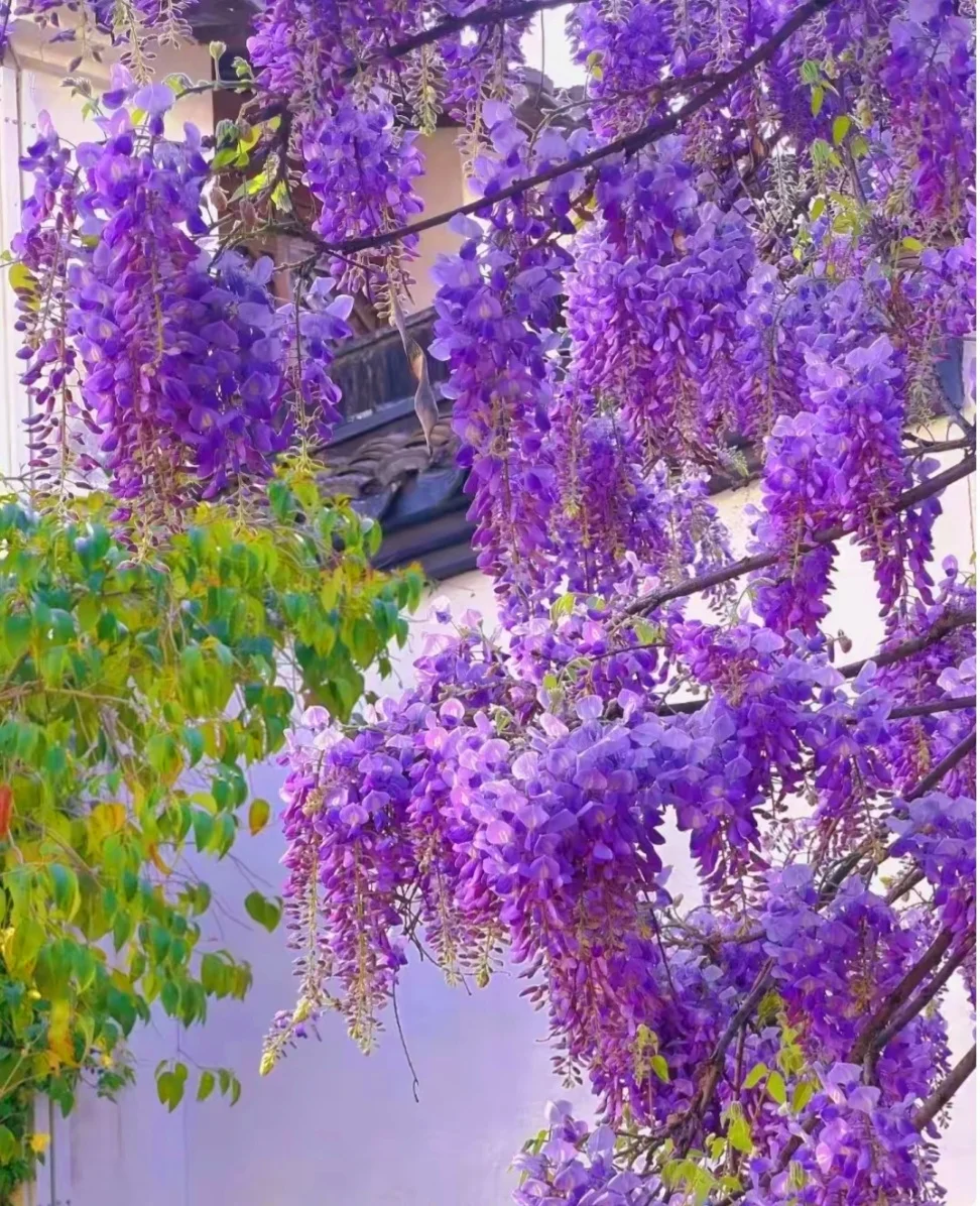 25 Japanese Wisteria Seeds Purple Flowers with Scented Fresh 2024