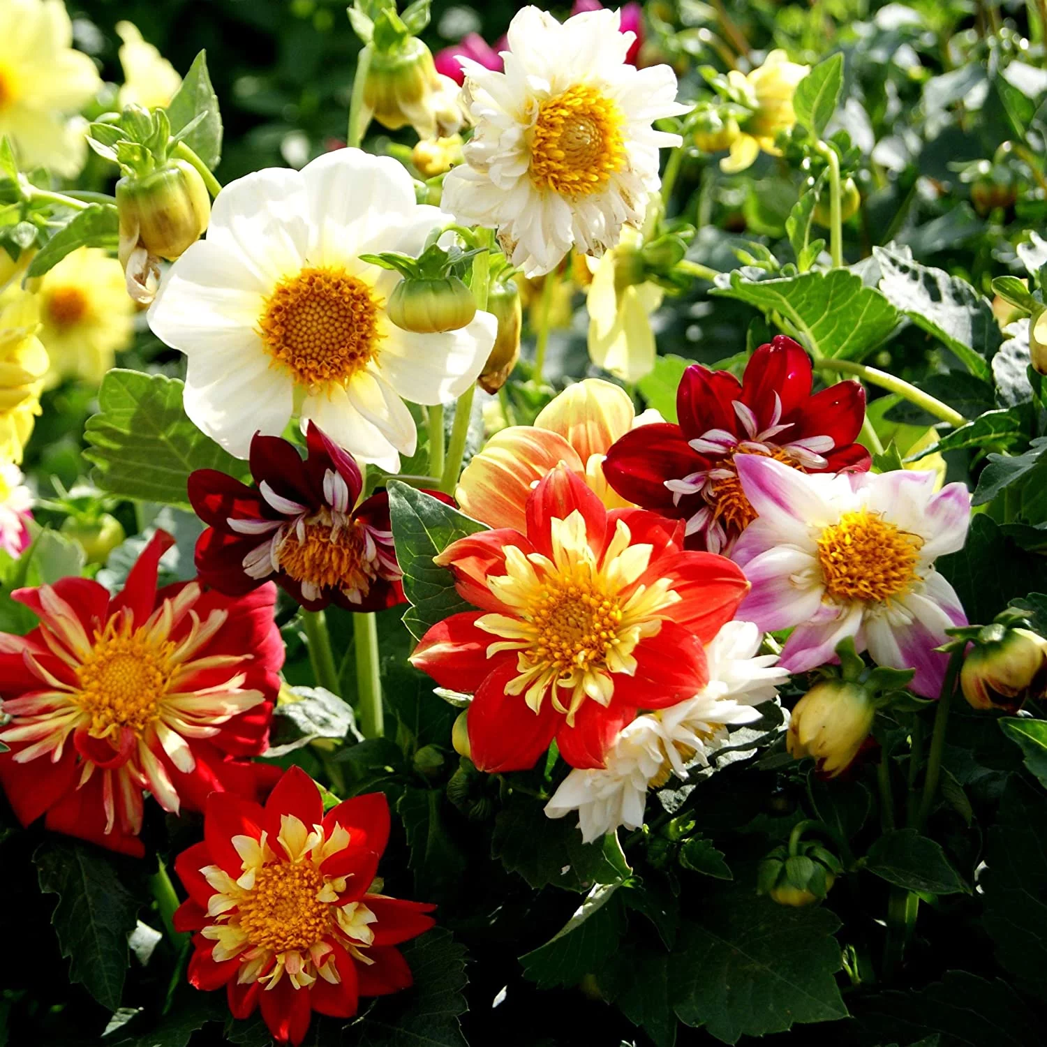 Outsidepride Dahlia Dandy Flower Seed Plant Mix - 1000 Seeds