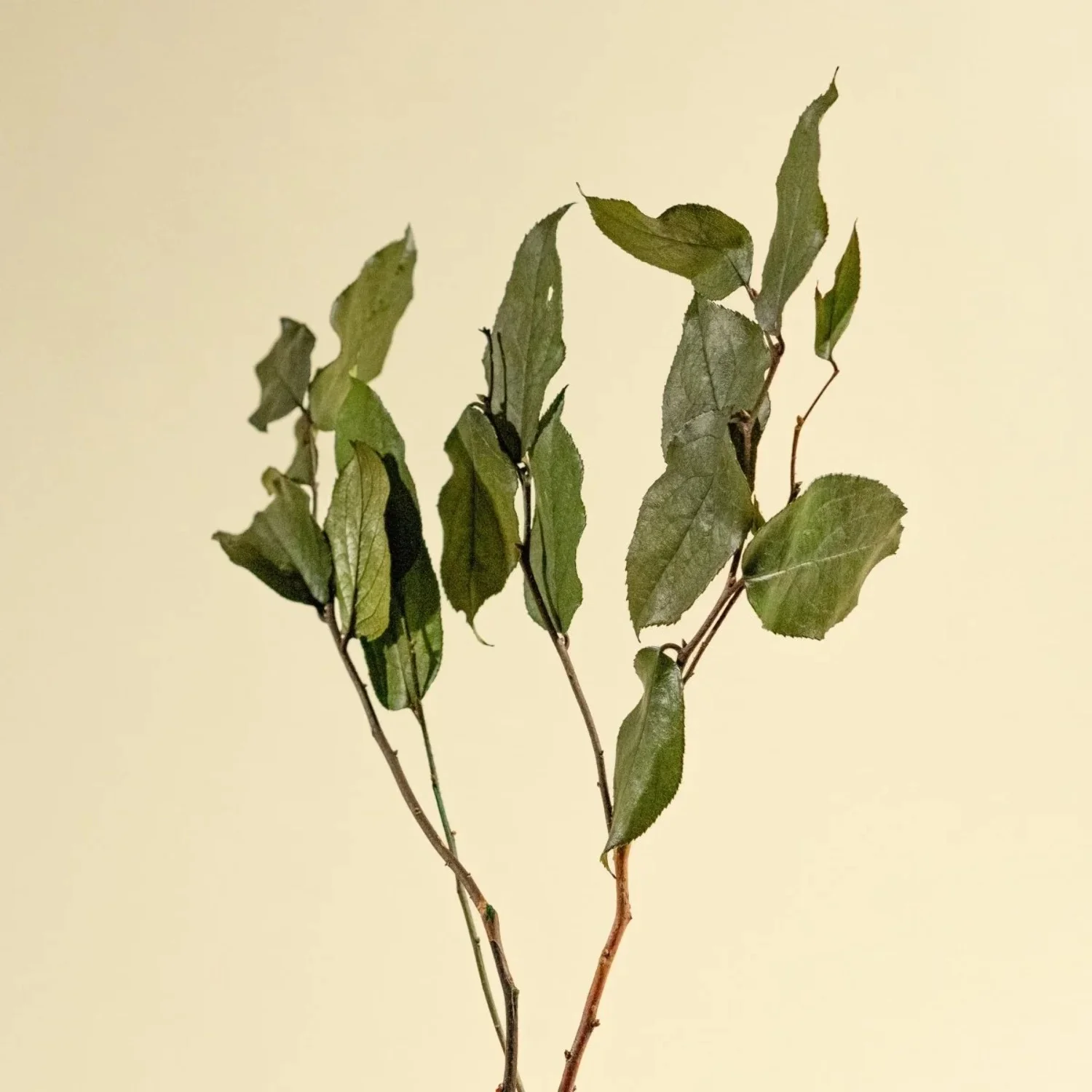 Raw Sola Wood Flowers - Centerpiece/Vase/Pot/Bouquet Fillers - -Salal Green (Preserved)