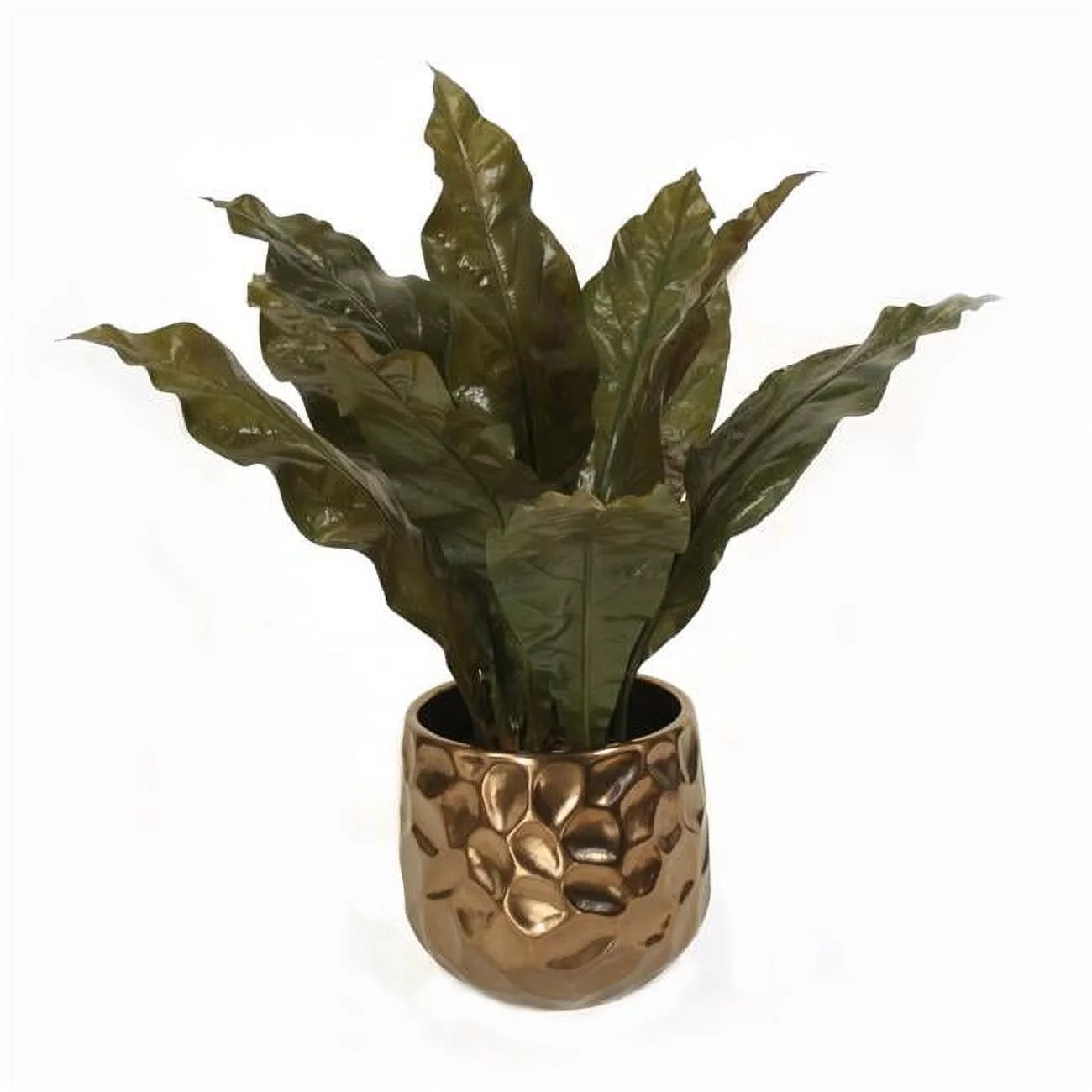Unisex Tacca Orchid Leaves in Bronze Planter - Green