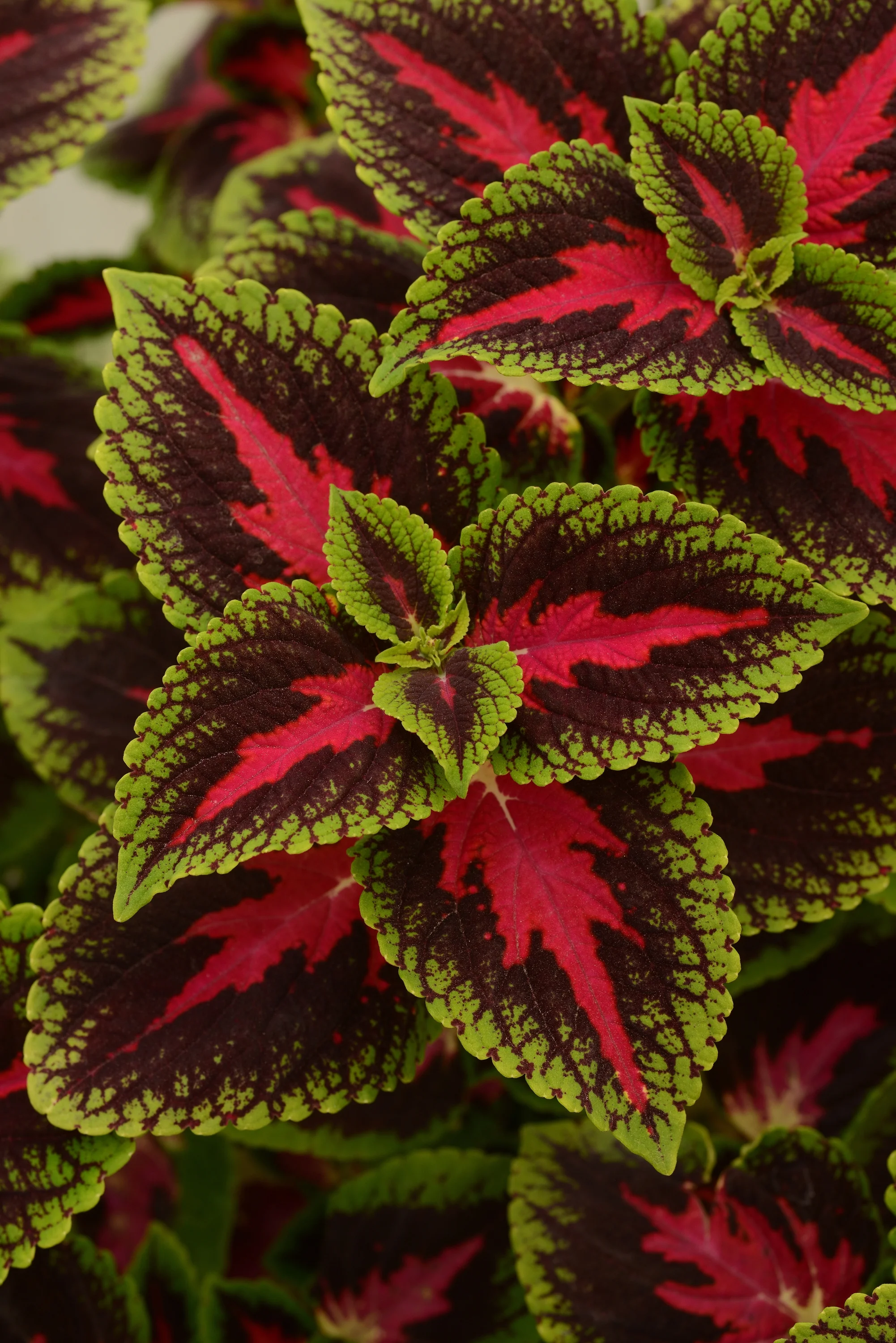 Better Homes & Gardens - 2.5 Qt Multicolor Mixed Coleus Annual Shade Plant - Live Plants
