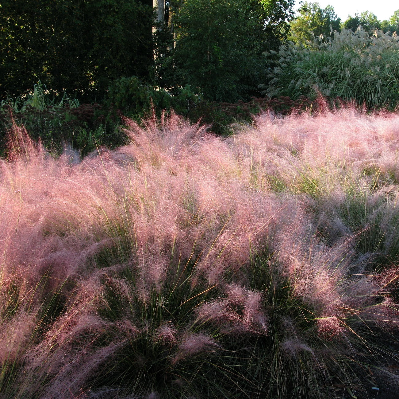 Van Zyverden Ornamental Grass Pink Muhly One 3.25