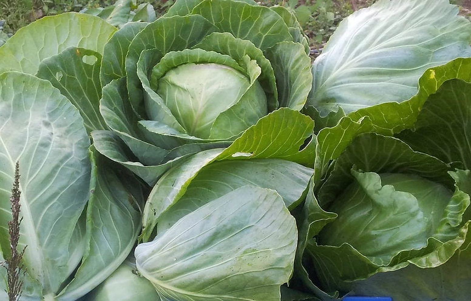 Cabbage Organic Seeds