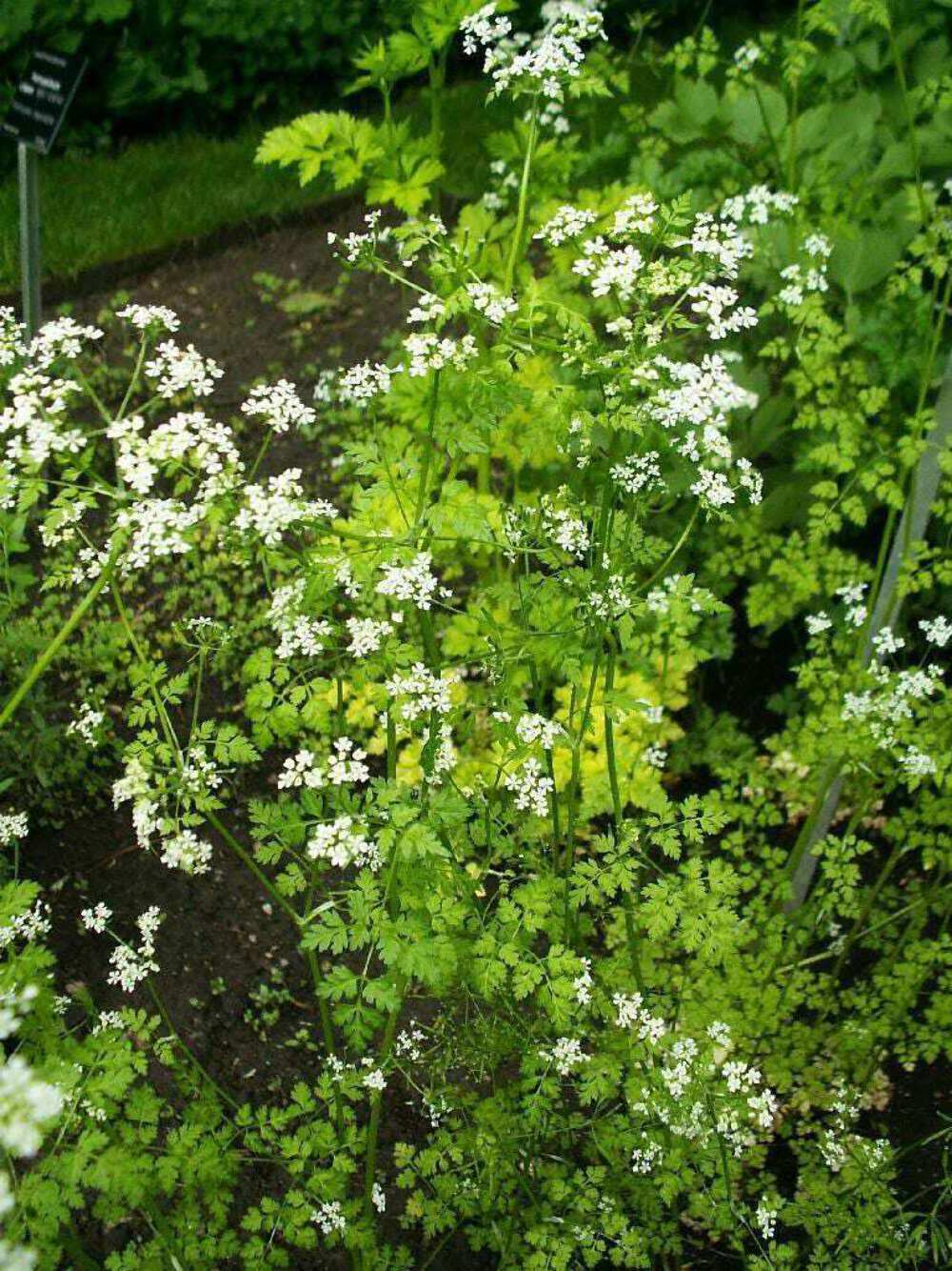 150 Garden CHERVIL (Gourmet Parsley) Anthriscus Cerefolium Herb Flower Seeds
