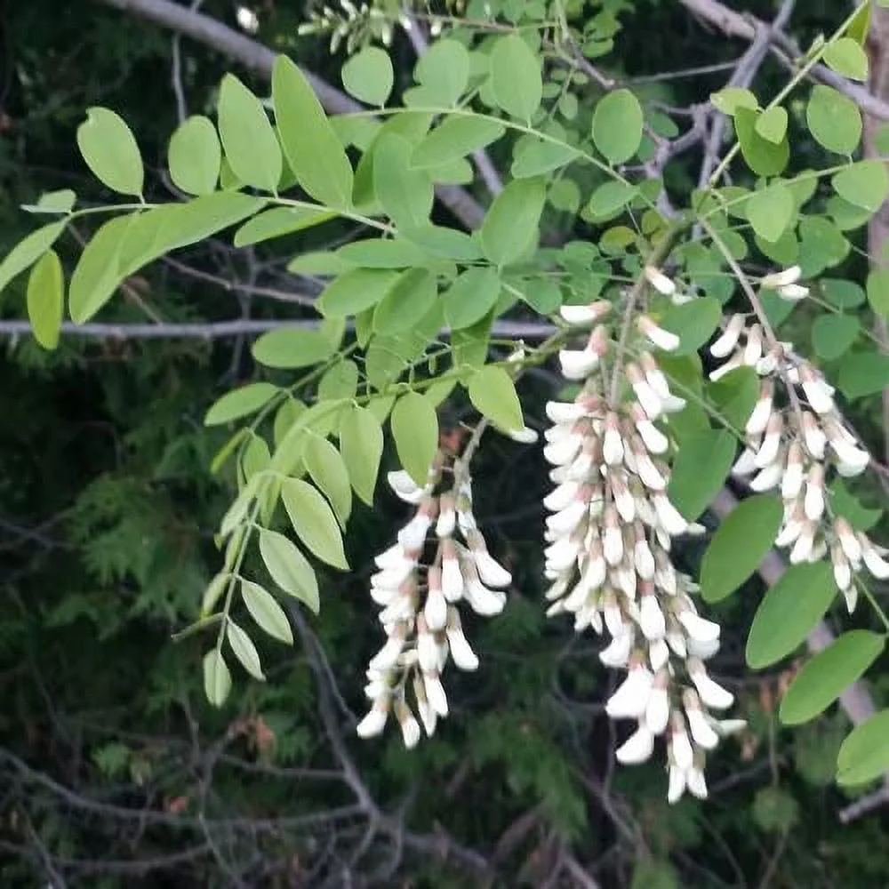 CHUXAY GARDEN 25 Seeds Robinia Pseudoacacia,Black Locust Tree,False Acacia Lovely White Flowers Fast-Growing Fragrant Deciduous Tree Attract Honeybees and Hummingbirds