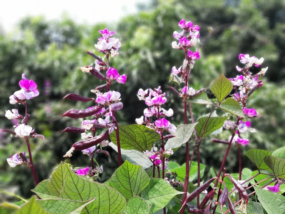 Earthcare Seeds - Hyacinth Bean 15 Seeds (Dolichos Lablab Purpureus) Heirloom - Open Pollinated