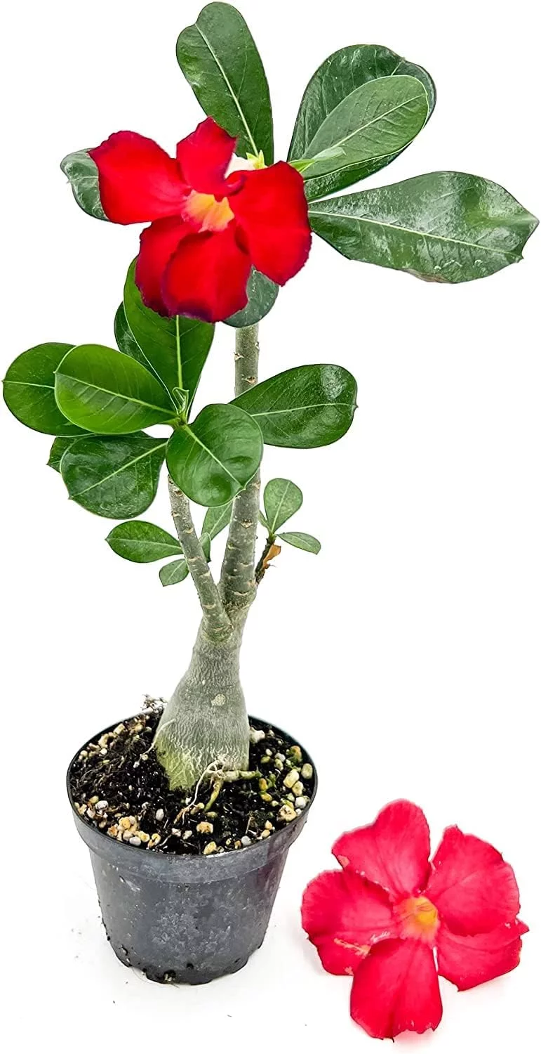 ragnaroc Live Succulents – Adenium Obesum Desert Rose 6-12” tall in 4” pot - 2ct - Color when flowering may be Pink or Red, Bonsai Caudex - Live Arrival Guaranteed - House Plants for Home Decor & Gift