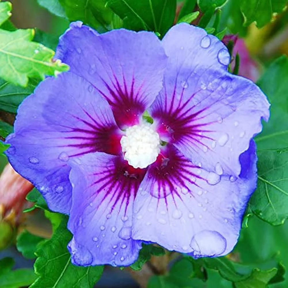 YEGAOL Garden 30Pcs Blue Hibiscus Seeds Perennial Non-GMO Hardy Fast-Growing Home Garden Plant Decor Flower Seeds