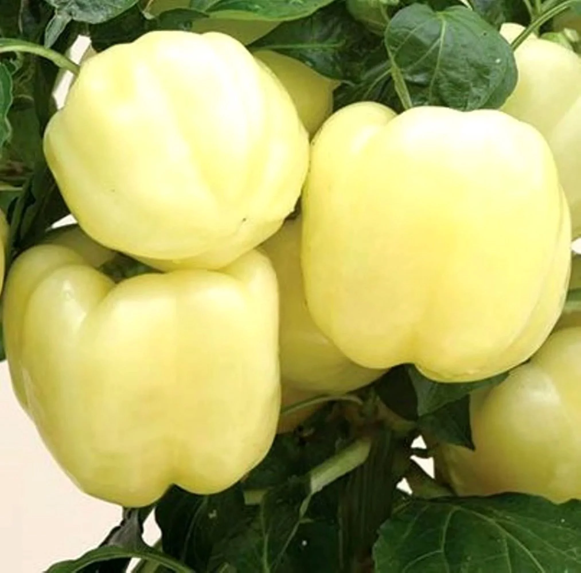 White Bell Pepper Seeds/ Perennial/ Full Sun/3800 Seeds 1 oz/ Zellajake Farm and Garden - B310
