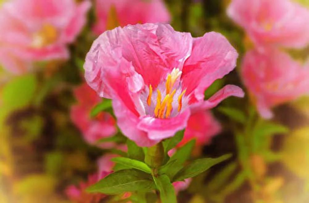 Pink Godetia