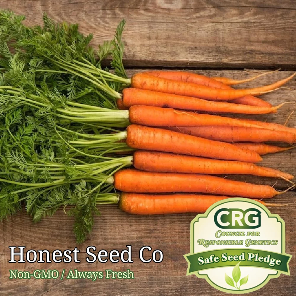 800+ Scarlet Nantes Carrot Seeds | Non-GMO | Garden Seeds USA Grown Heirloom