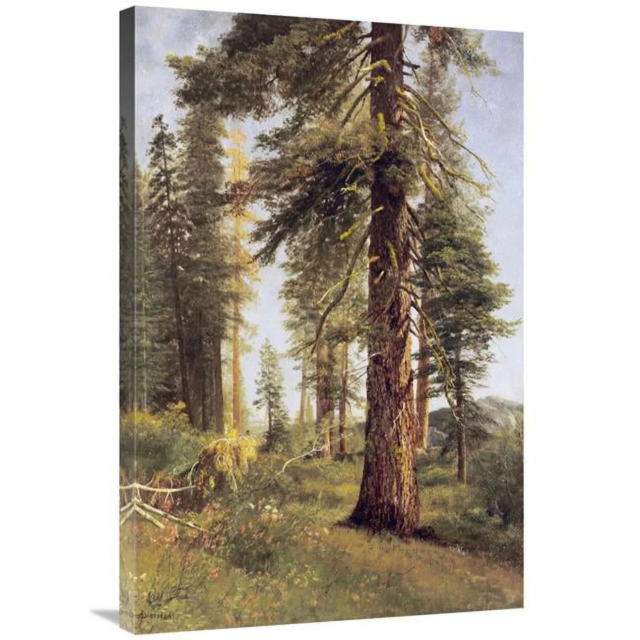 36 in. California Redwoods Art Print - Albert Bierstadt