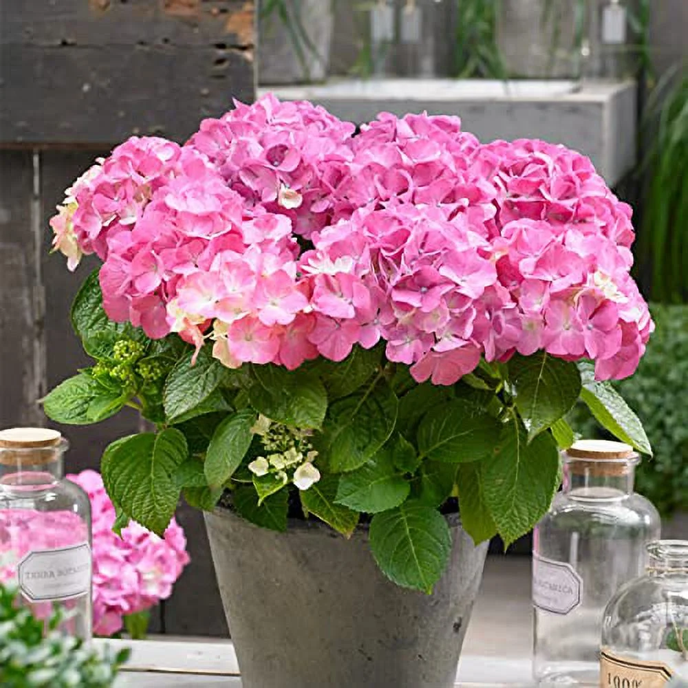 Garden State Bulb Pink Beauty Hydrangea Shrub, Live Bare Root (Bag of 1)
