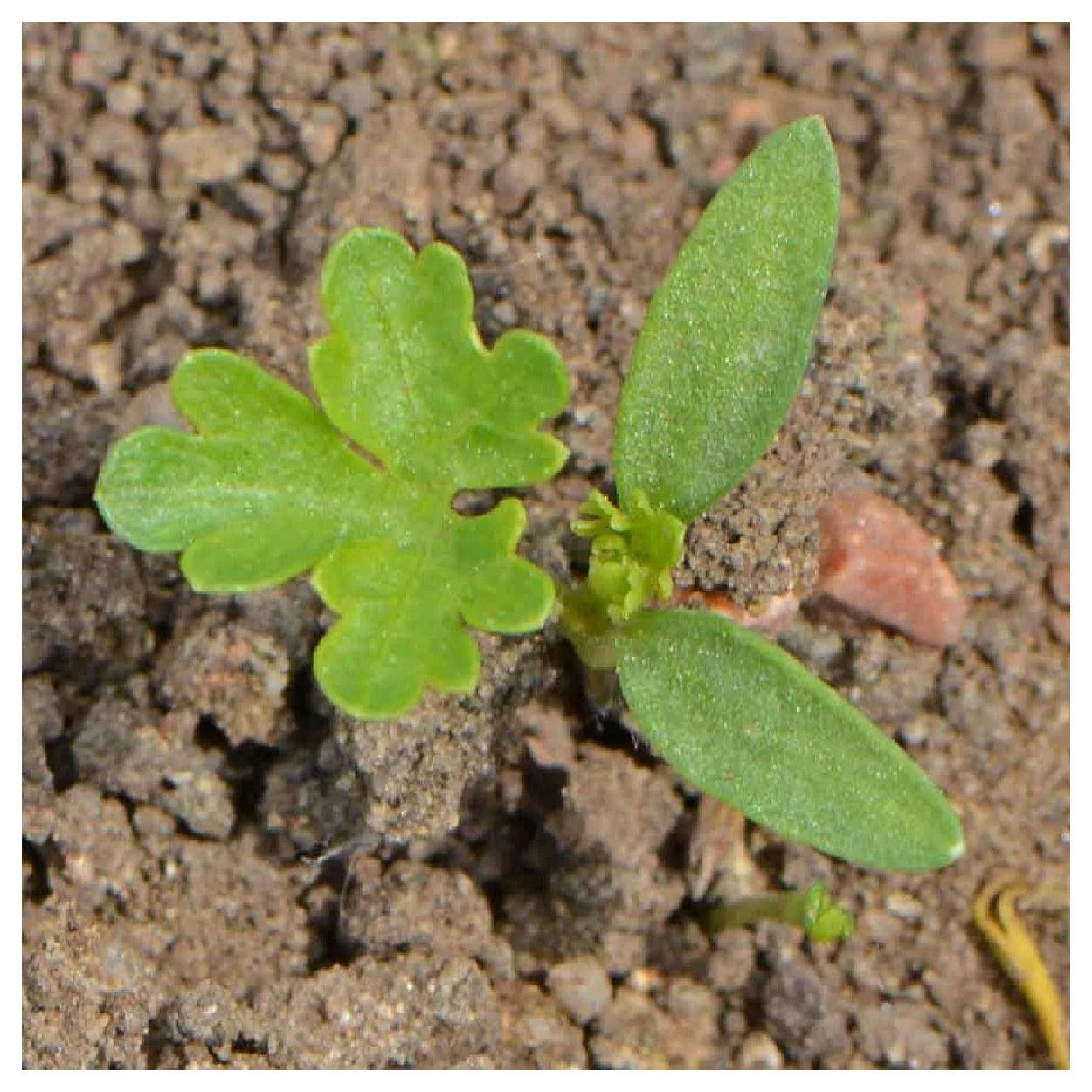 Everwilde Farms - 1000 Moss Curled Parsley Seeds - Gold Vault Jumbo Bulk Seed Packet