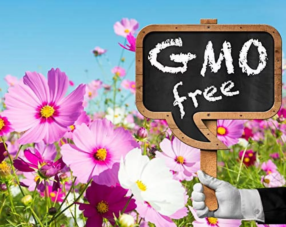 Daisy Garden 10 Pcs Black Bleeding Heart Seeds Dicentra Spectabilis Shade Flower Garden