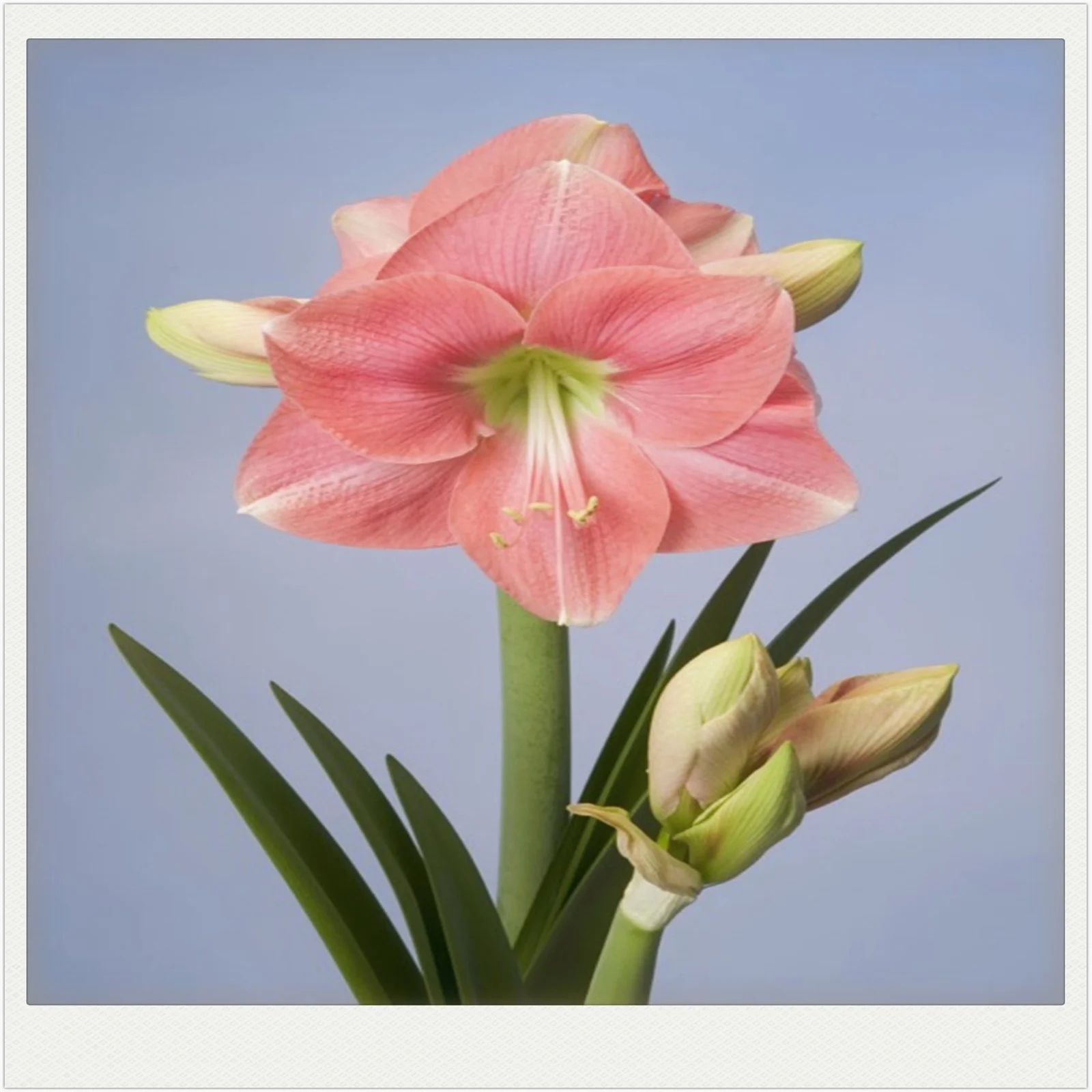 Amaryllis bulbs, Amaryllis plant, hardy perennial bulbous flower, grows well in gardens and pots, holiday gift