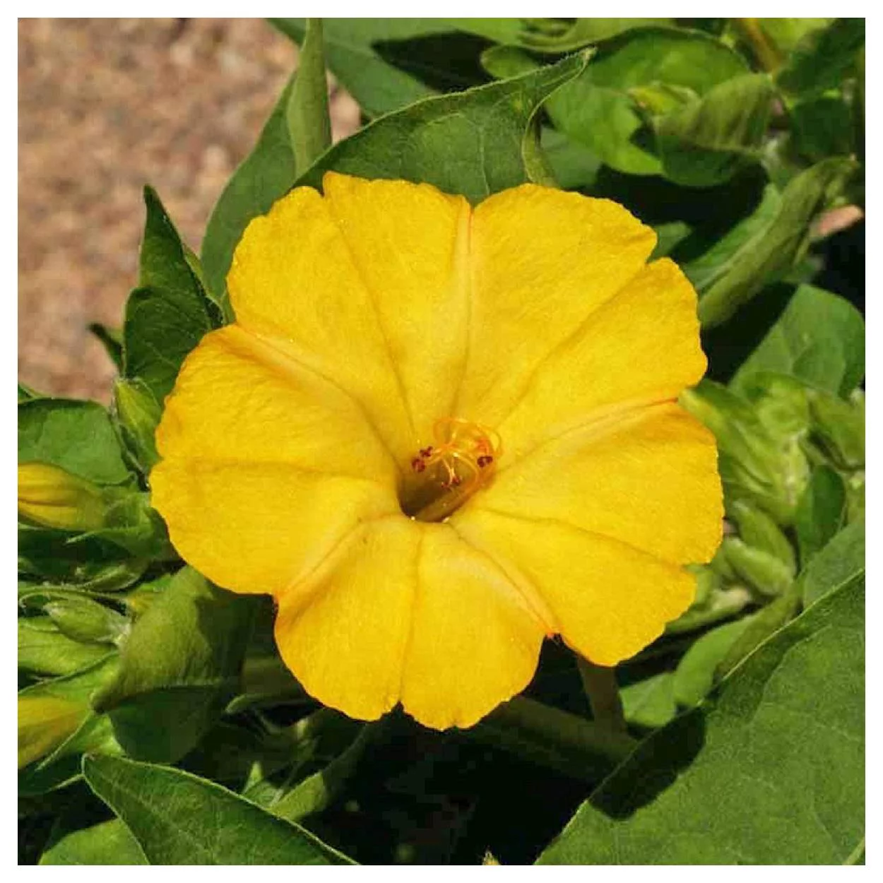 Everwilde Farms - 50 Yellow Four O Clock Garden Flower Seeds - Gold Vault Jumbo Bulk Seed Packet