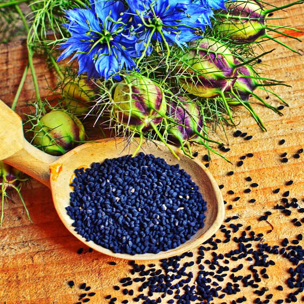Love in a Mist Seeds - Blue - 1 Ounce - Blue Flower Seeds,  Open Pollinated Seed  Attracts Bees, Attracts Butterflies, Attracts Pollinators, Easy to Grow & Maintain, Container Garden