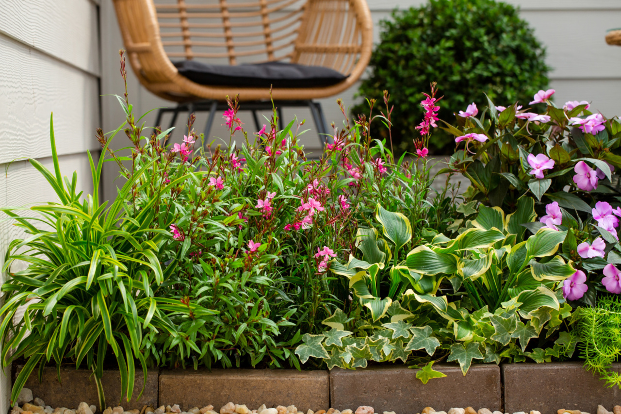 Bloomables 2QT Gaura Belleza Live Plant Grower Pot Full Sun