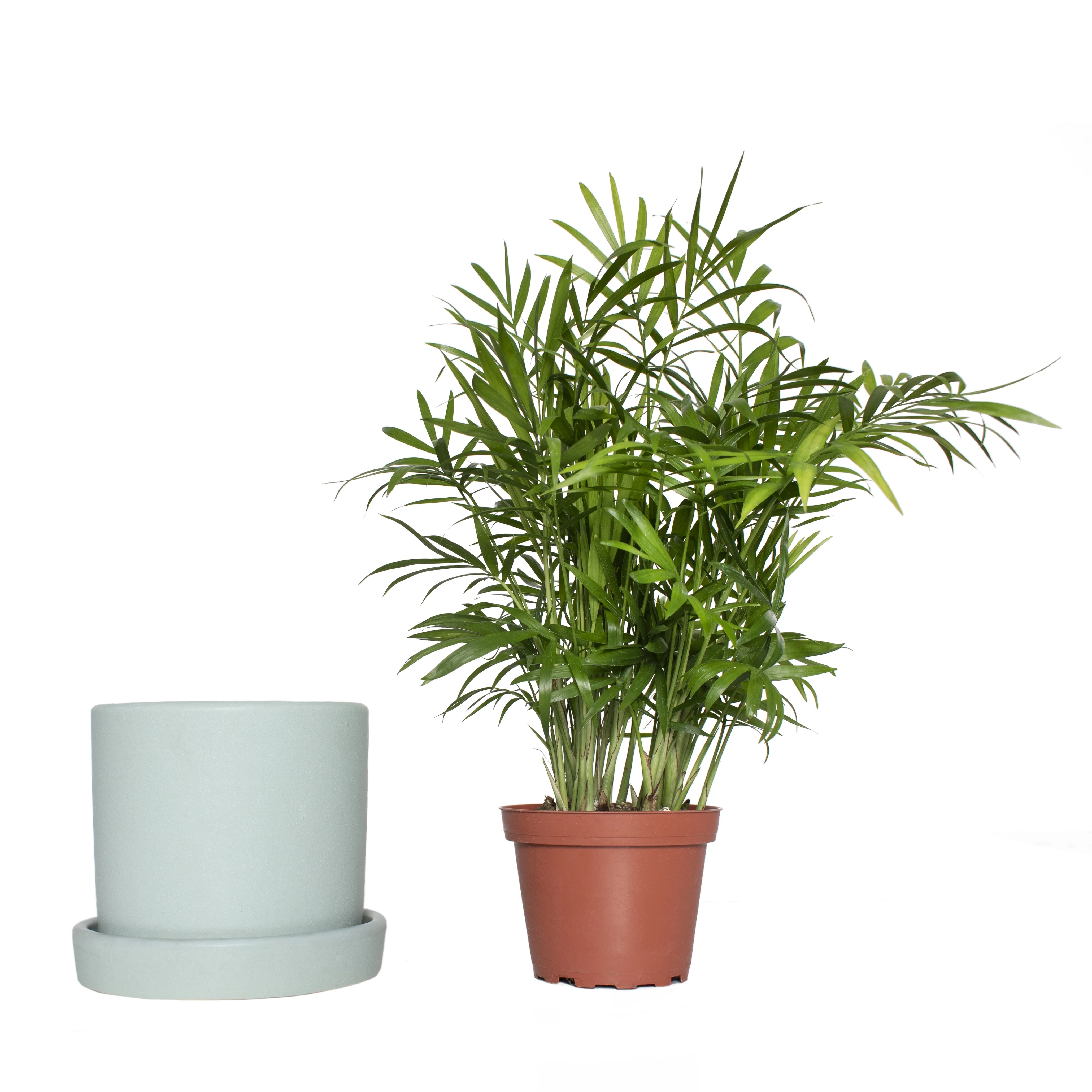 5 In. Hyde Semi Matte Mint Container with Saucer - 1 Piece