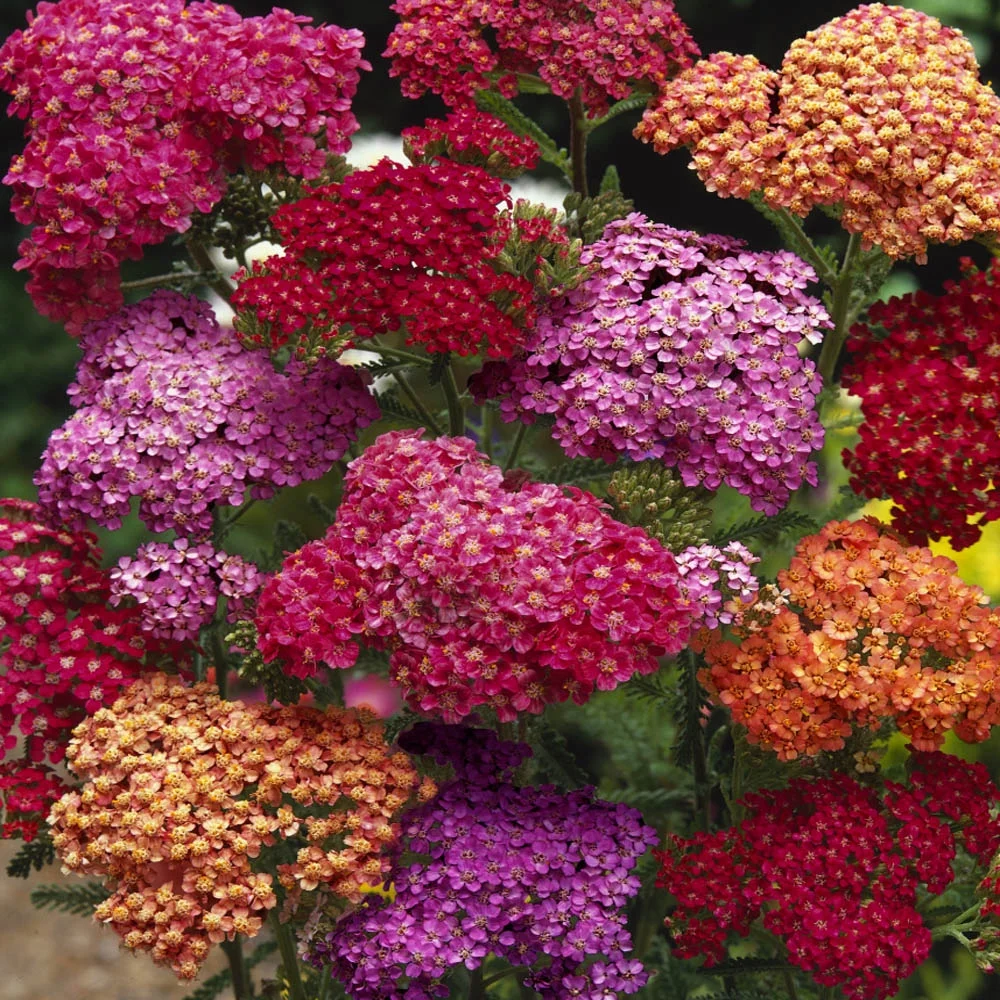 Outsidepride Achillea Yarrow Summer Berries Flower Seed - 2000 Seeds