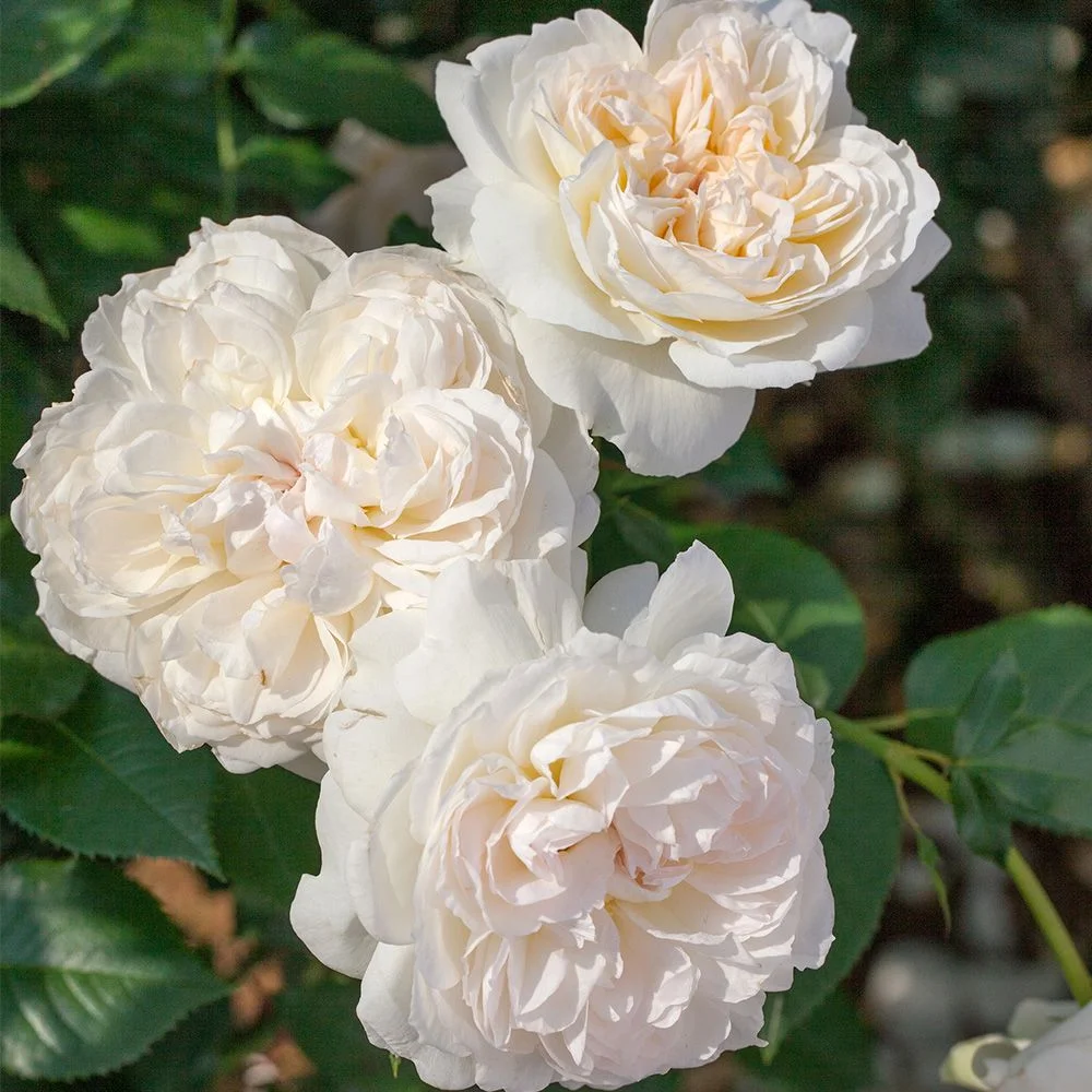 Heirloom Roses - Bolero Rose Bush - White Floribunda Rose Plants