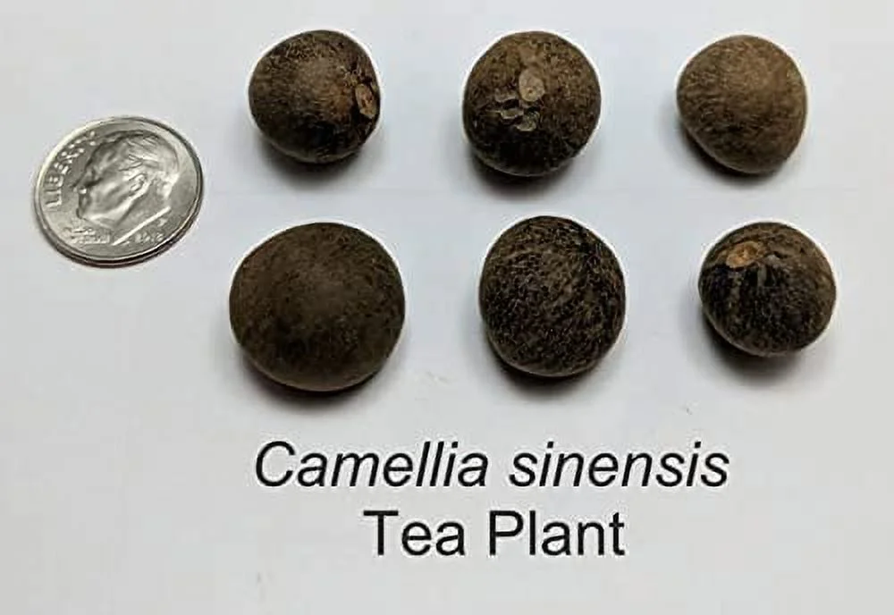 6 Tea Plant Seeds for Planting - Camellia Sinensis Herb
