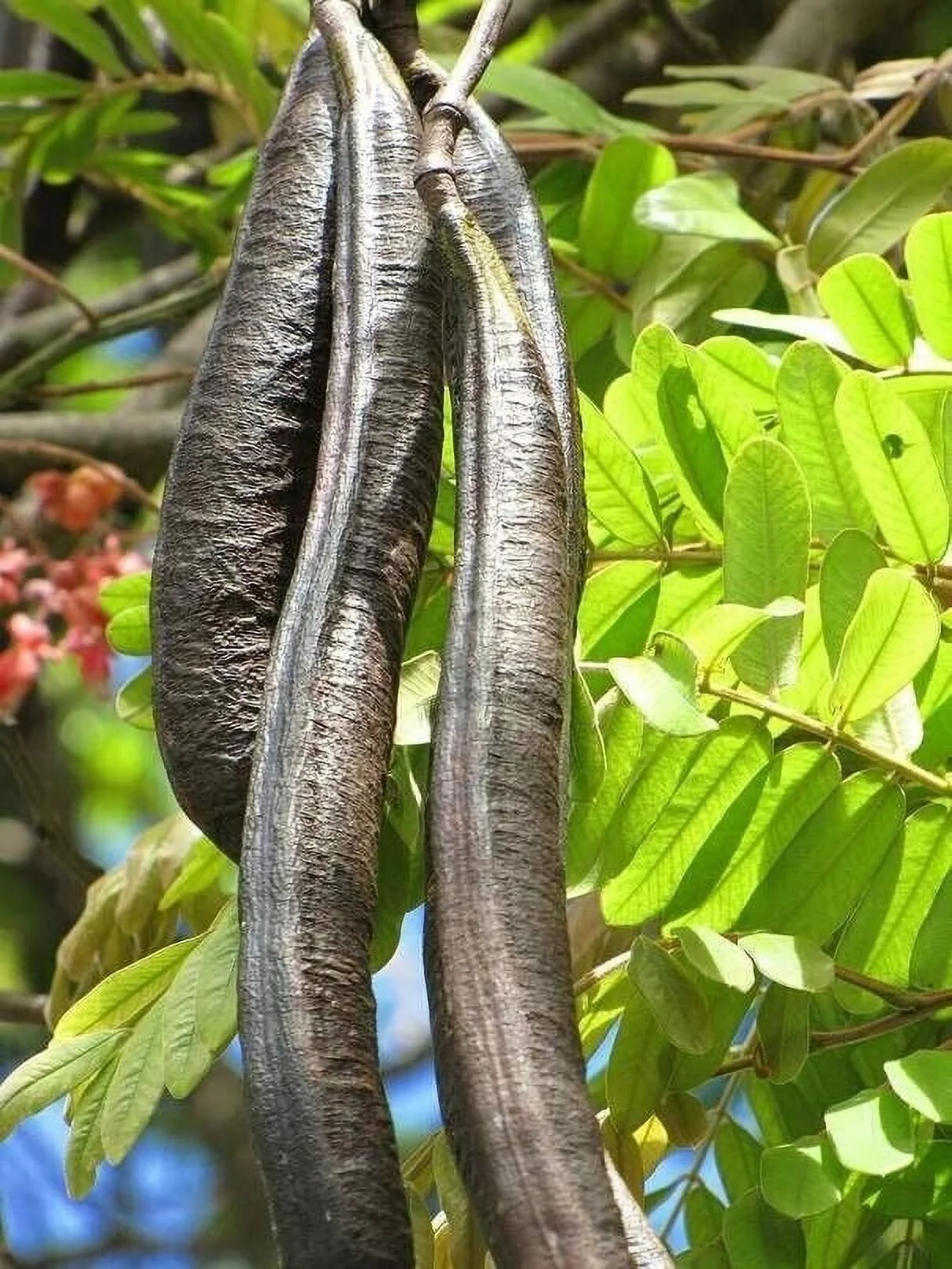 Pink Shower Tree Seeds for Planting (10 Seeds) - Cassia grandis …