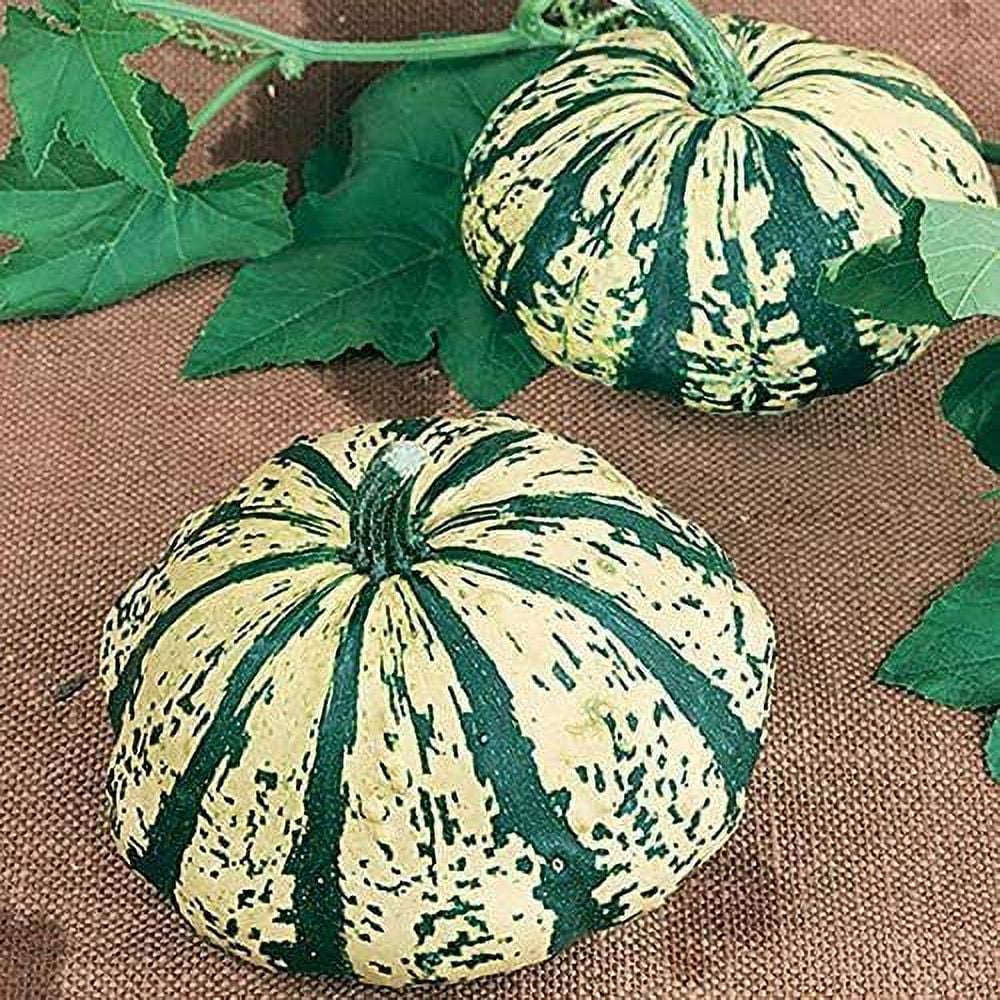 10 Partial Eclipse Summer Squash Seeds to Grow Colorful Mini Pumpkins