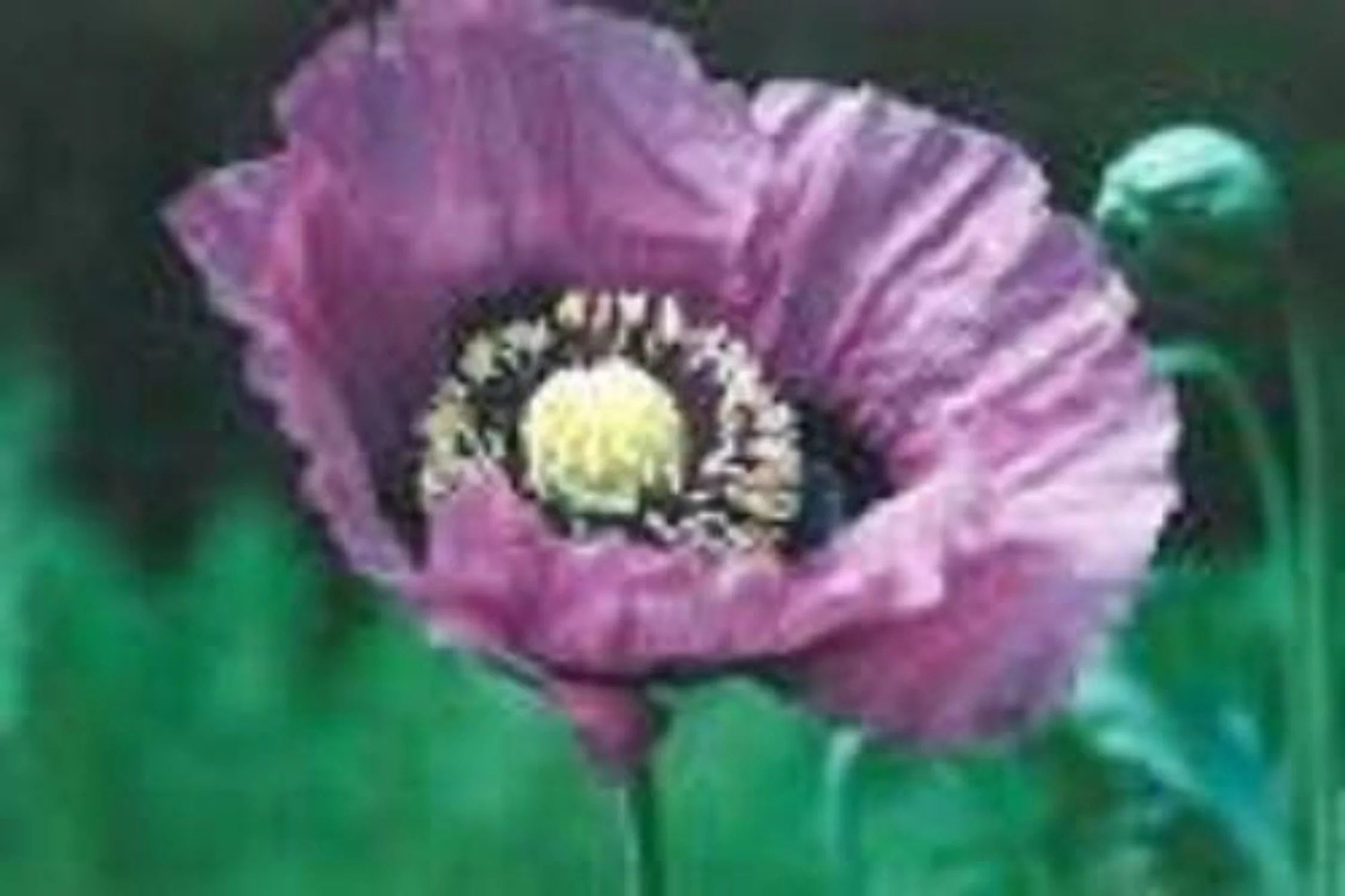 400 PERSIAN BLUE POPPY Papaver Somniferum Flower Seeds