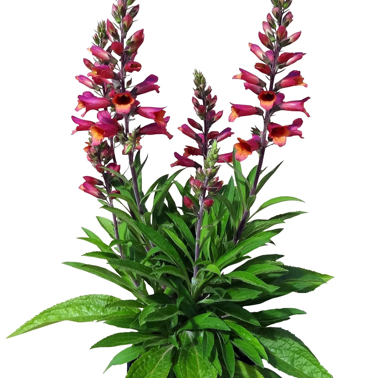 Expert Gardener 2.5QT Multicolor Digitalis Foxglove Perennial (1 Count) Outdoor Live Plants Partial Sun