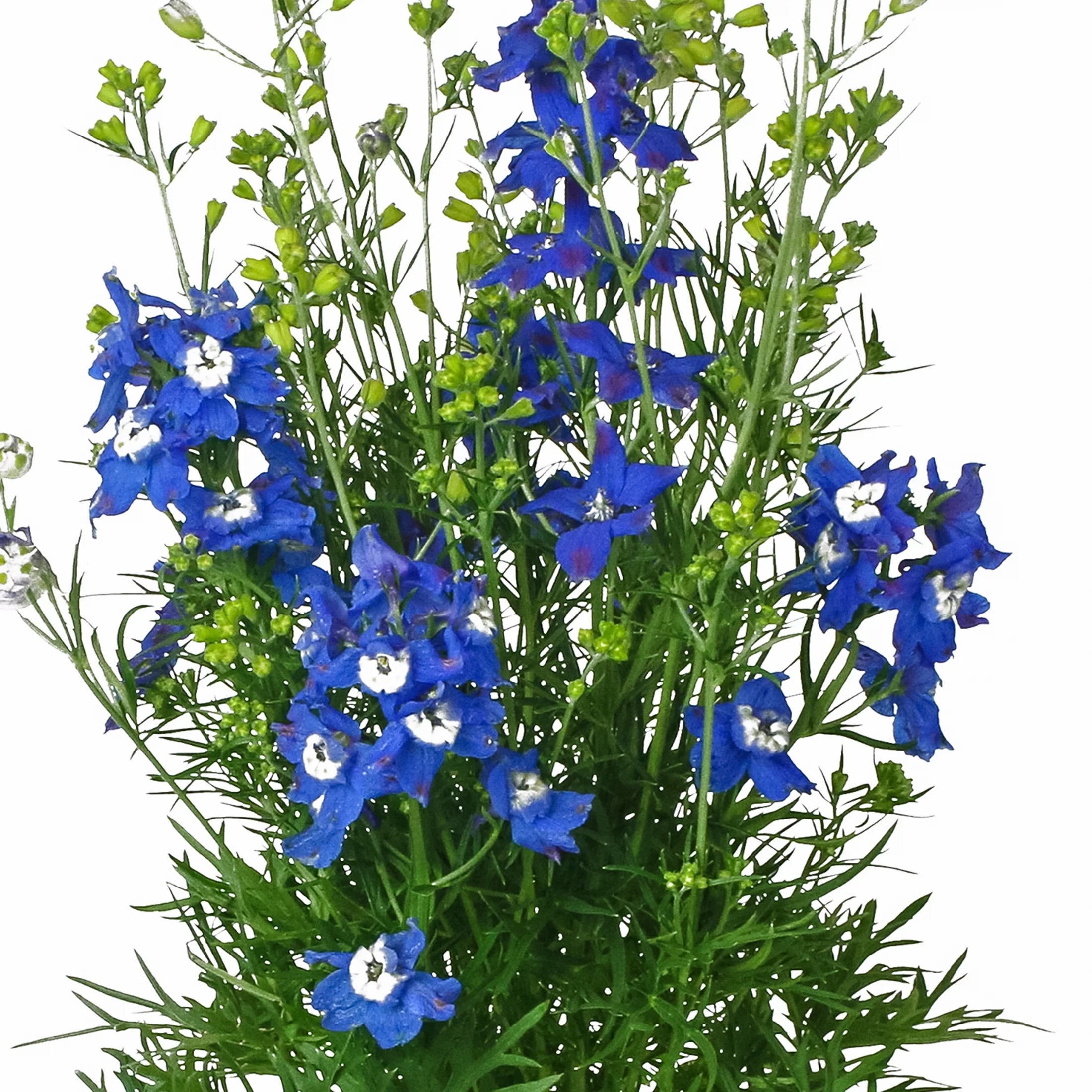 Better Homes & Gardens 2.5QT Blue Delphinium Blue Diamonds Live Plants with Grower Pot