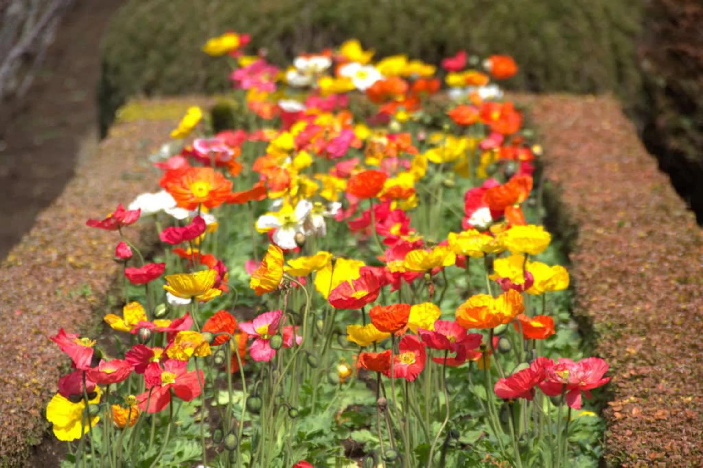 2000 Seeds MIXED Colors SHIRLEY POPPY ( aka Corn / Field / Flanders ) Papaver Rhoeas Flower Seeds