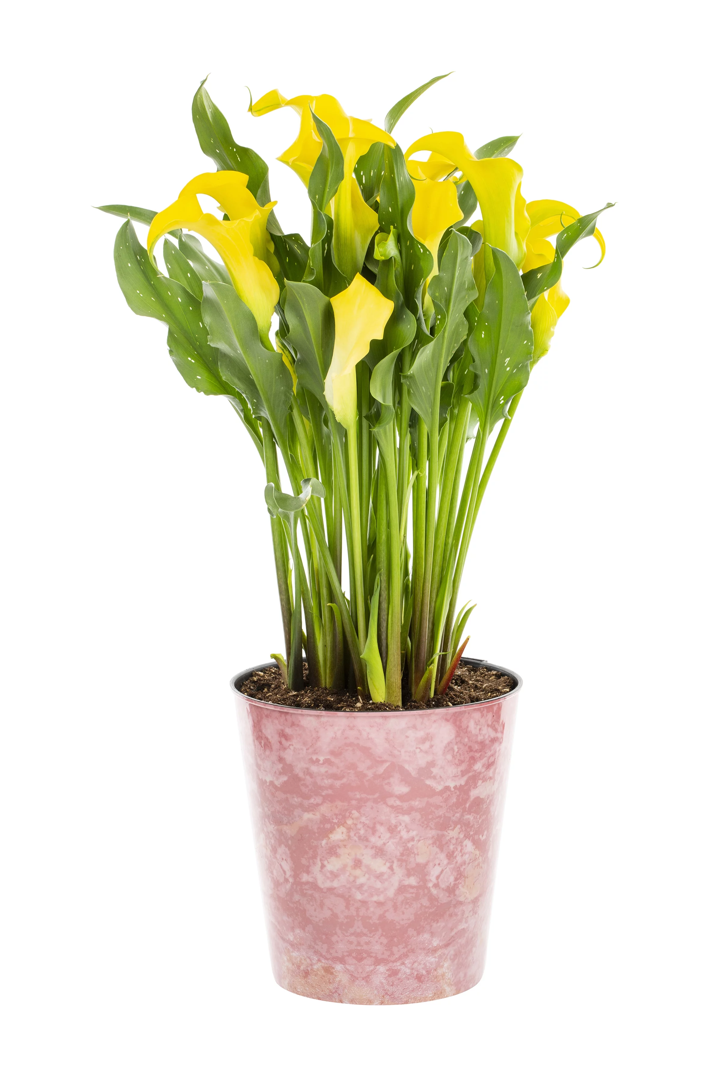 Better Homes & Gardens 2.5QT Yellow Calla Lily Live Plant Grower Pot Sun